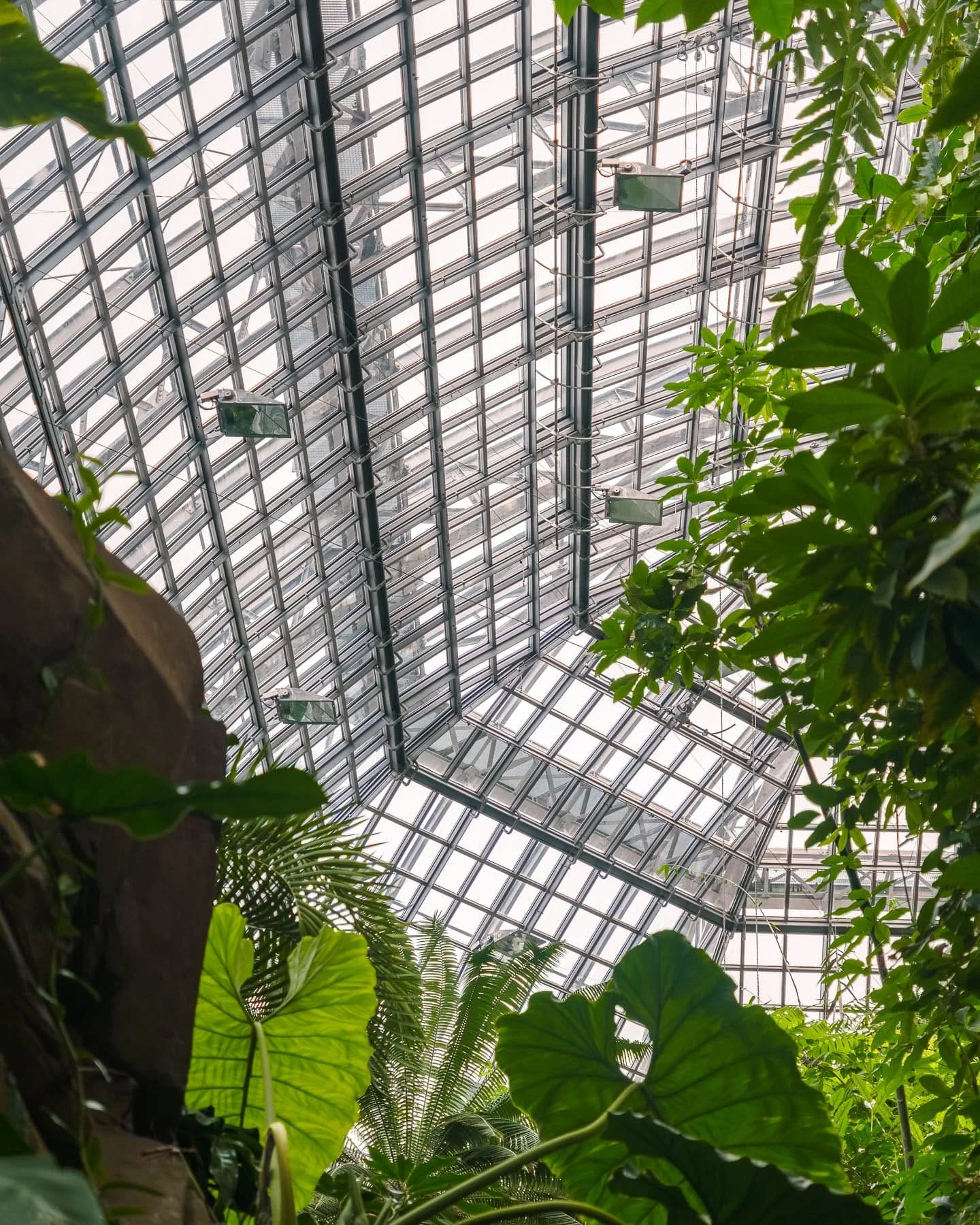 The interior offers transparency over a lot green where natural tropical essence in greenhouse style Botanic in Berlin presents transparency.