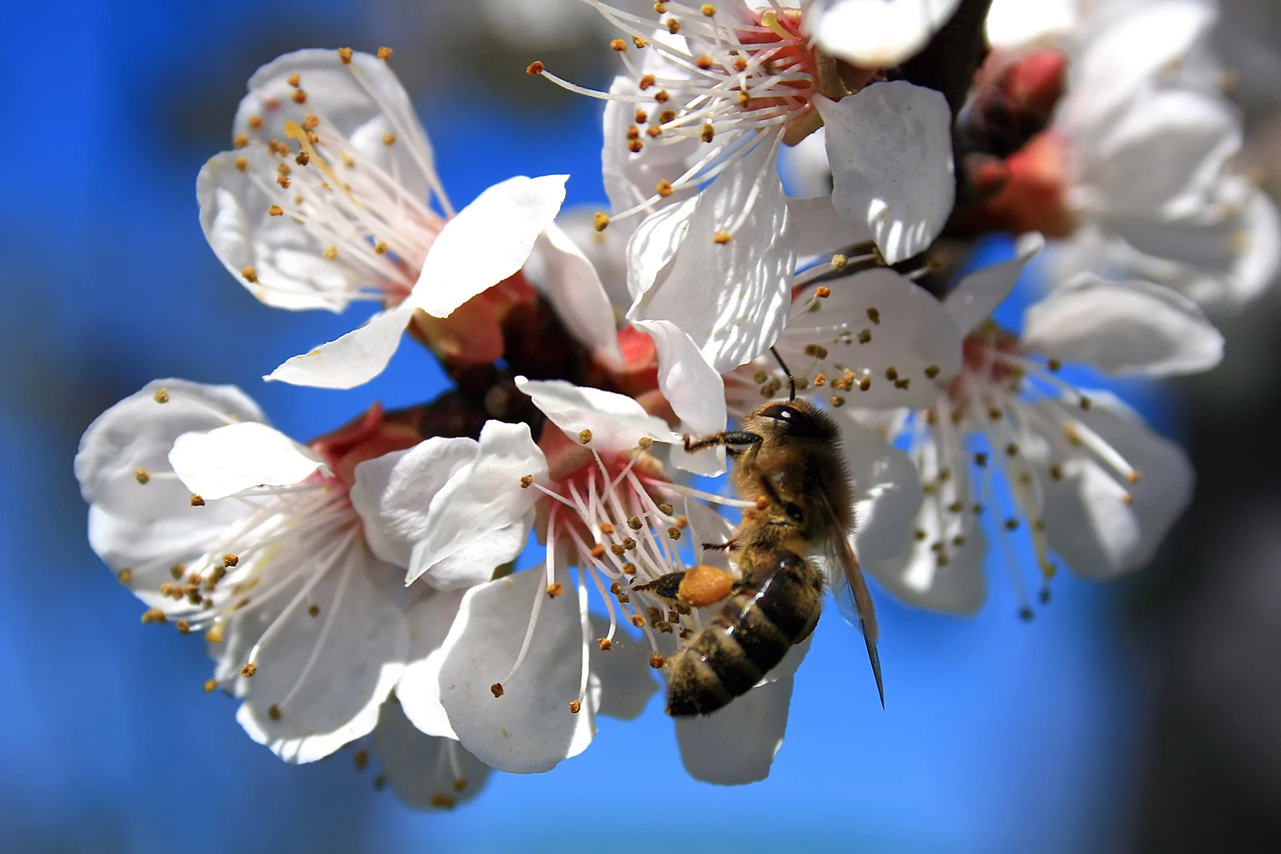 What Cross-Pollination Actually Does
