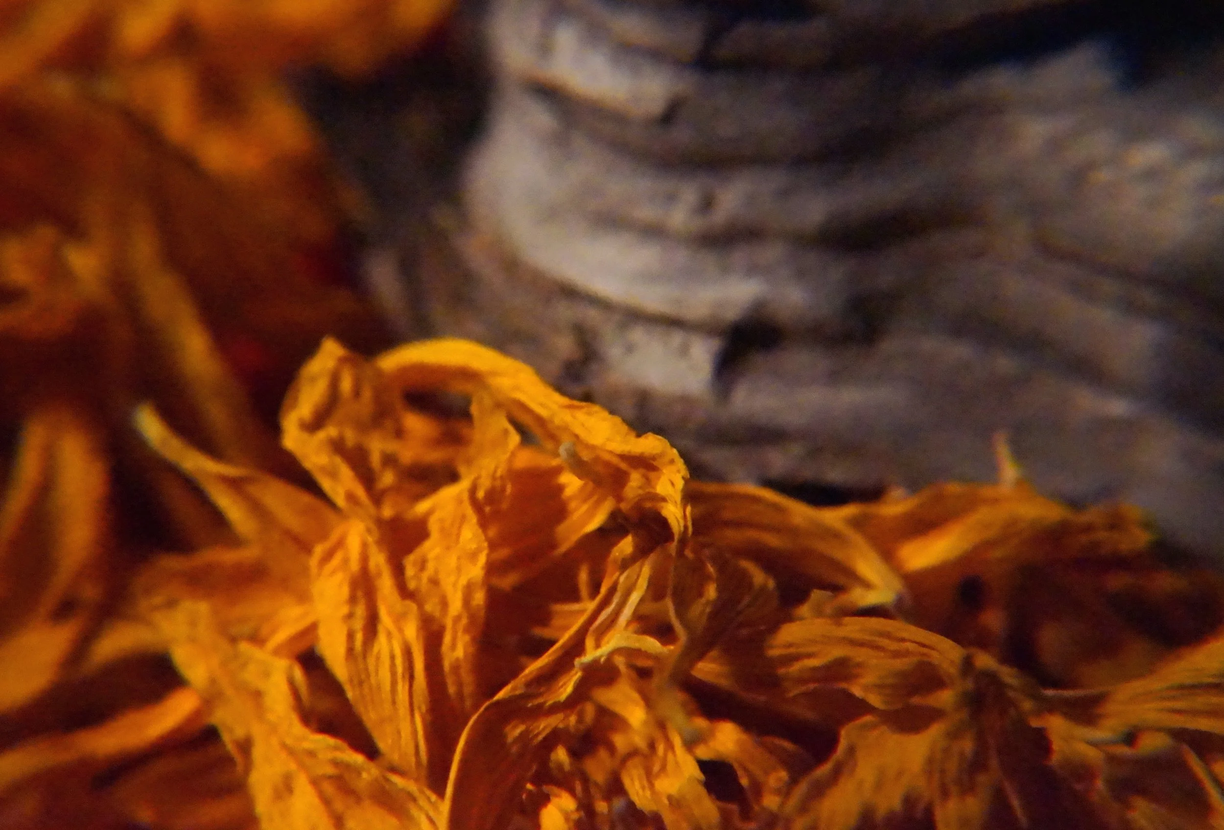 Petals and wood.jpg