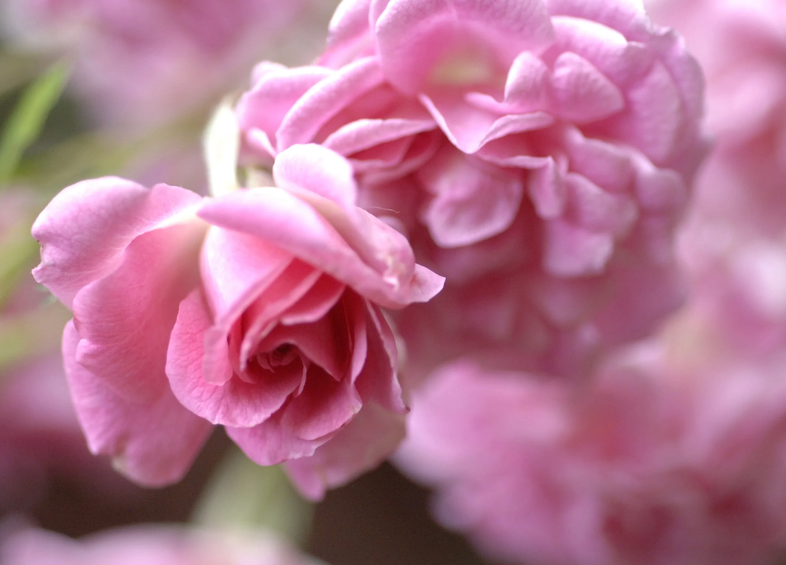 Rose Nikon.jpg