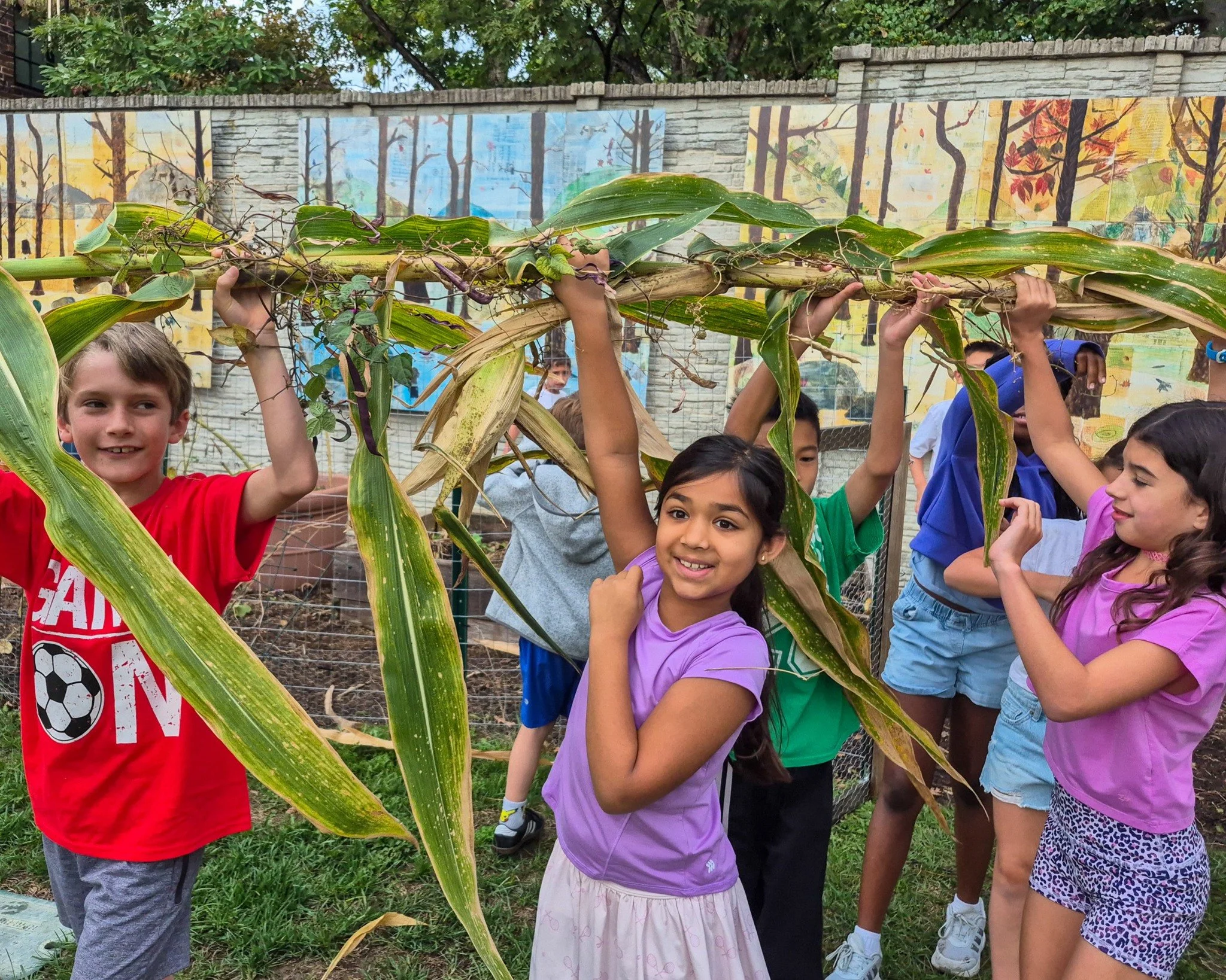 Yesterday, our #ForsythSchool Grade 3 students, along with Mrs. Christine Torlina (Science), harvested the Three Sisters Garden behind Next House next to Falcon Falls! #UniquelyForsyth
What IS a Three Sisters Garden? The Three Sisters method is the