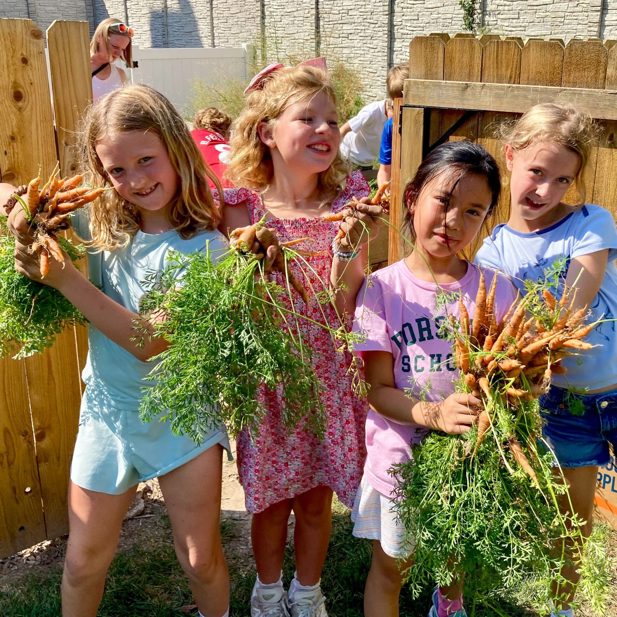 Last week in science classes with Mrs. Christine Torlina, Grade 3 students harvested produce from the Three Sisters Garden planted last spring. Unfortunately, the corn didn't survive, but thankfully, there were carrots to harvest instead! Click the #