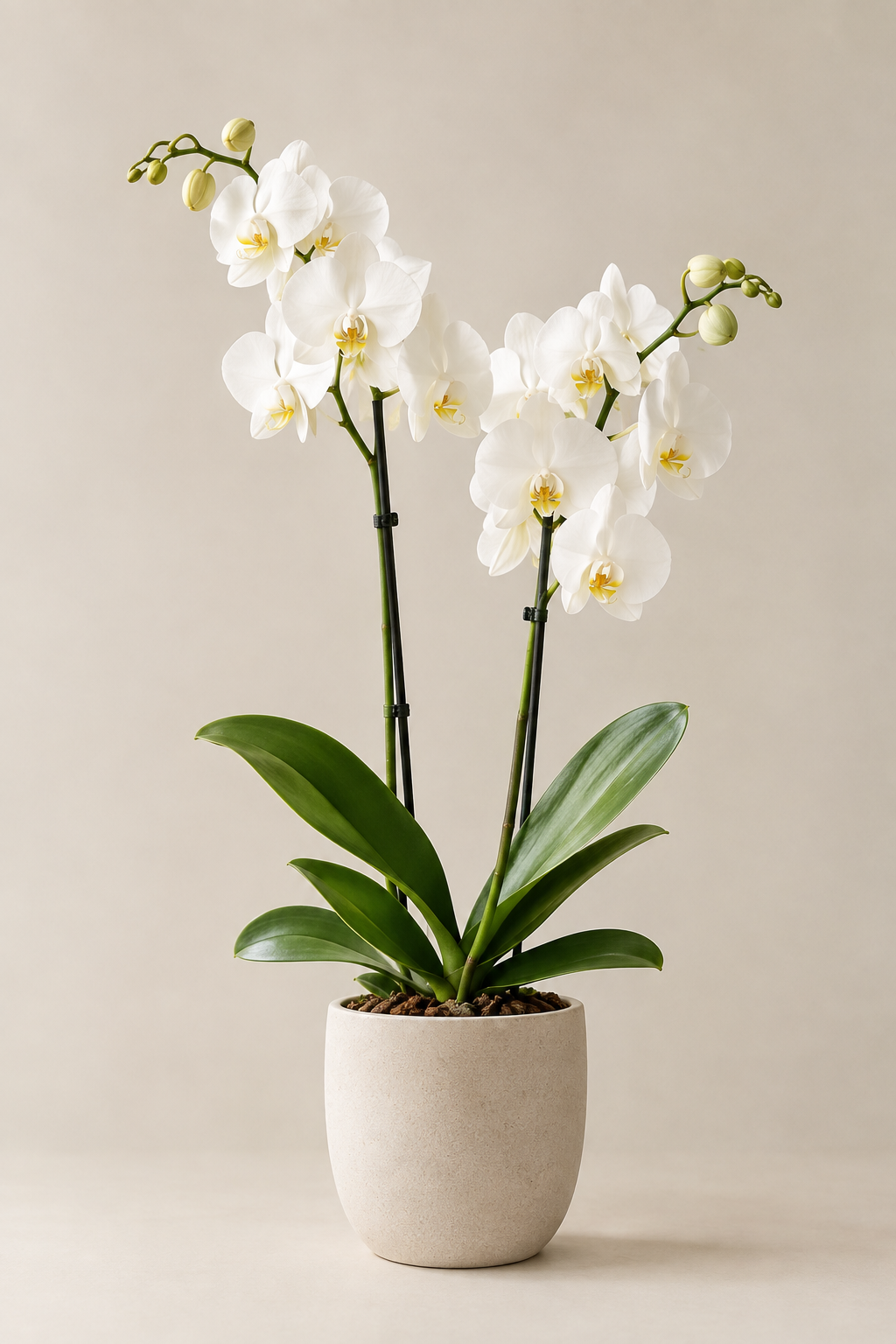 Orquidea principal.png