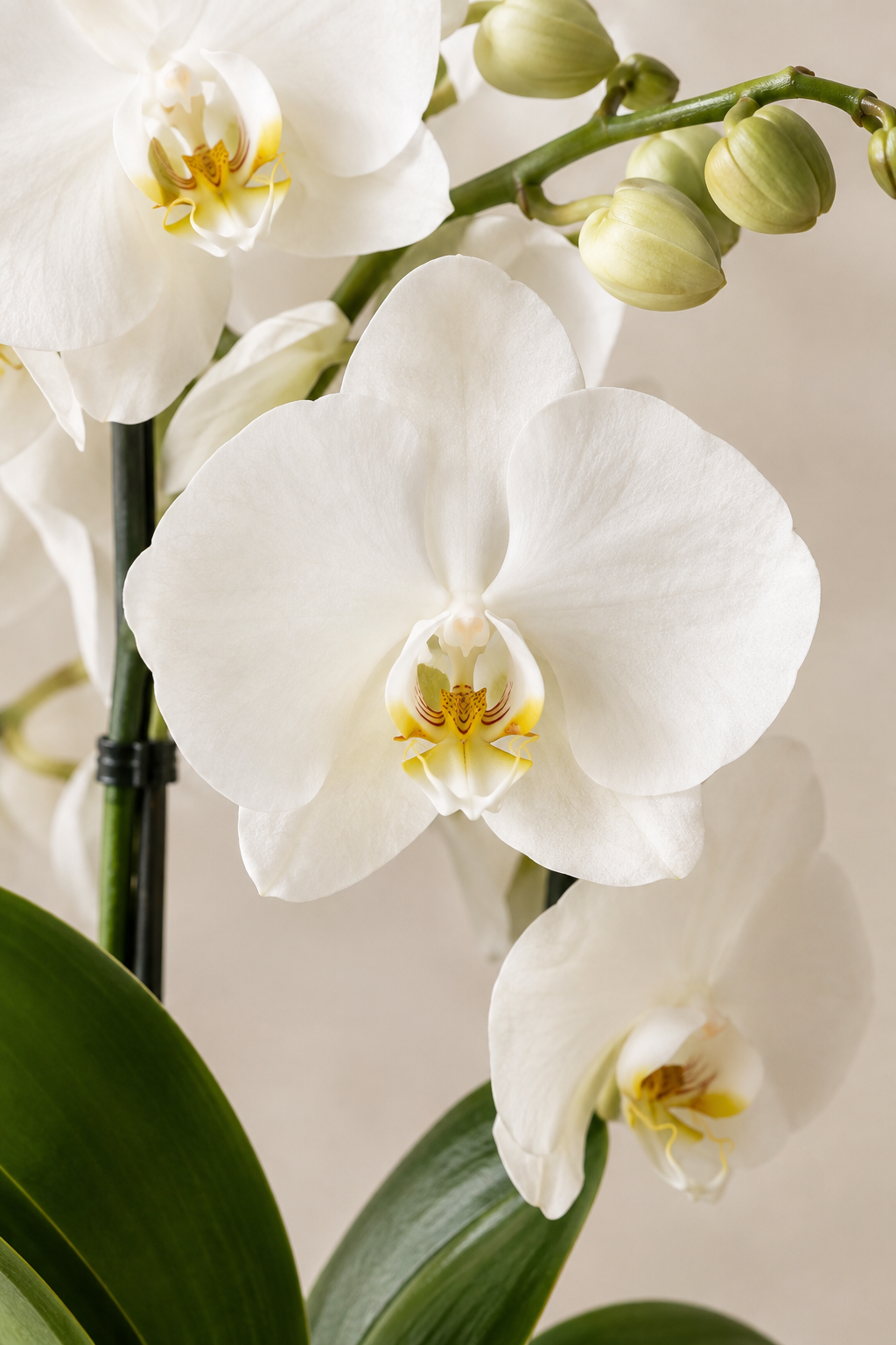 Orquidea detalle.png