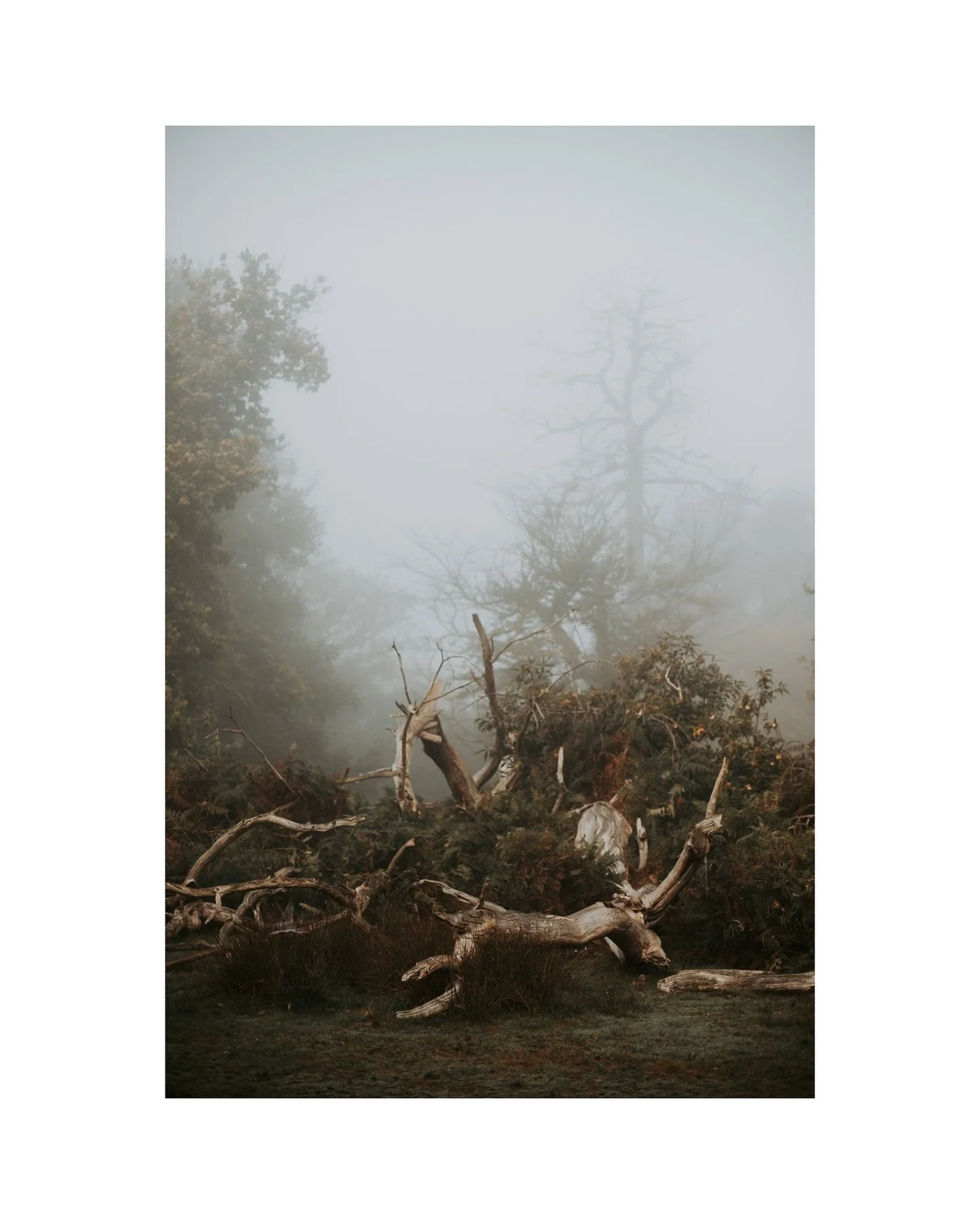 Intimate observations of trees, the fallen beauties that colour our living landscape. Intertwined, composed with reverent beauty. 

#powerofnature #photographingtrees #seeingbeyond #portraitofnature #movedbylove
