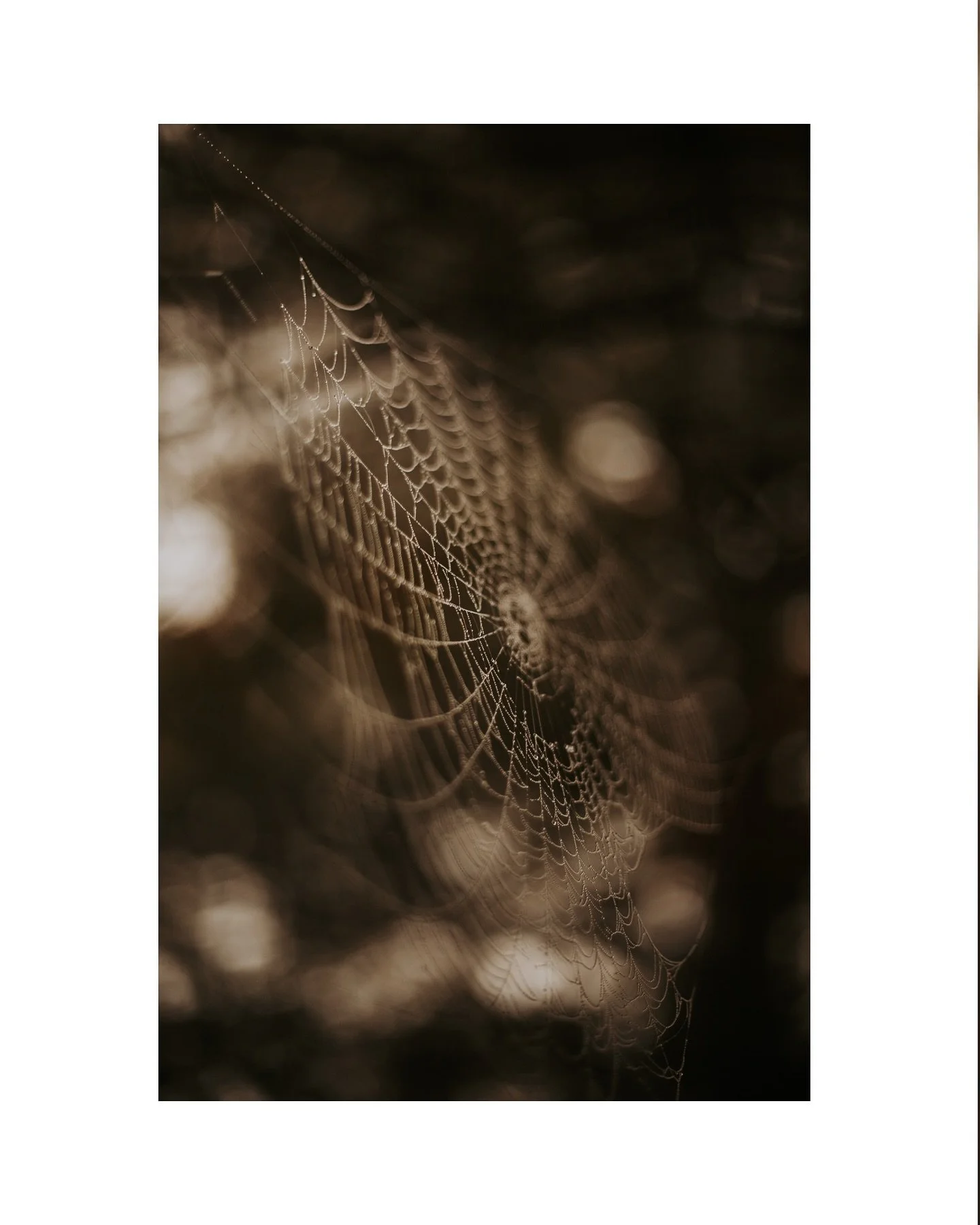 Weaving magic. 

#samhain #weavingmagic #spiderwebs #capturingbeauty