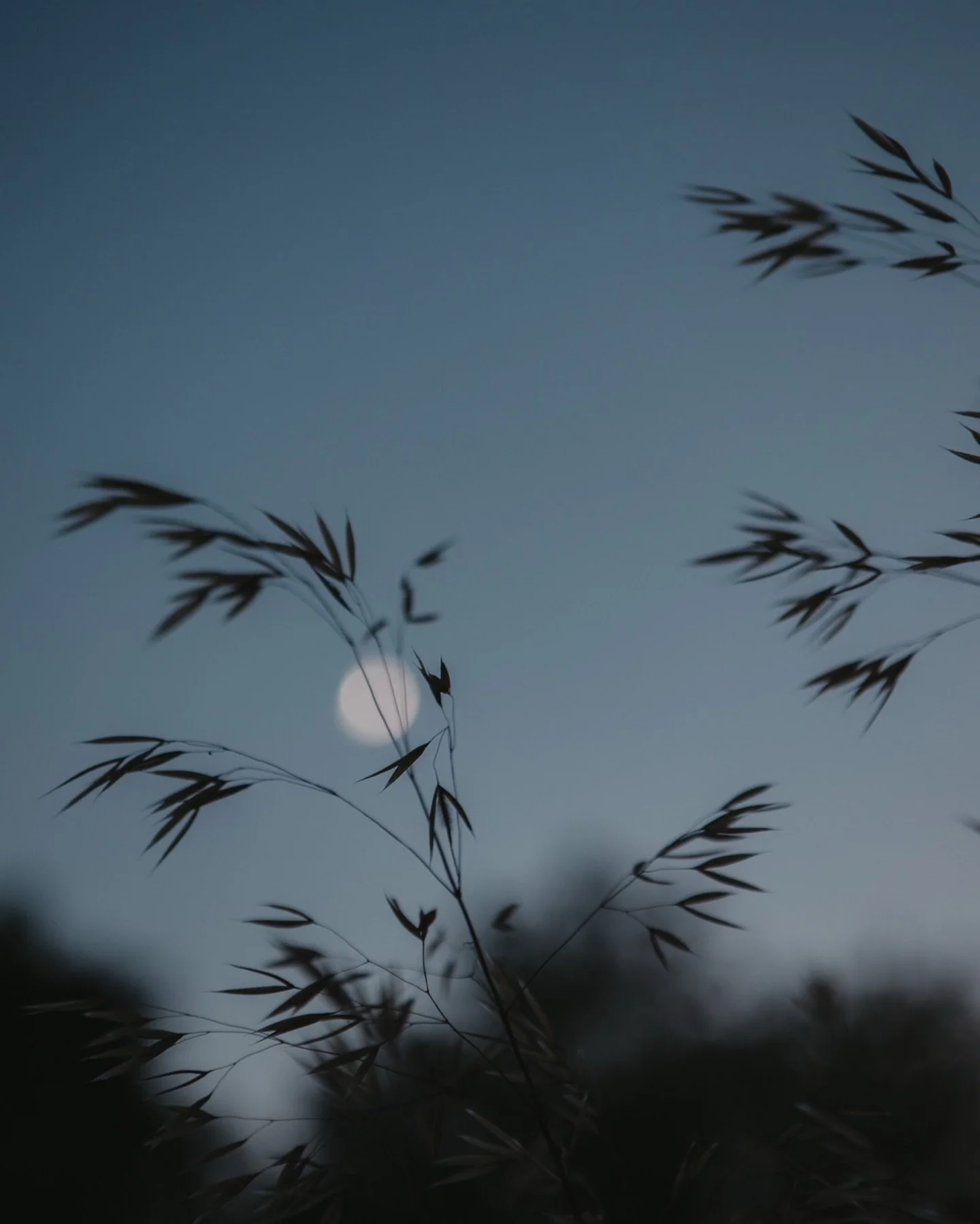 In the stillness, presence always unfolds with moonshine.

#fullmoon #capturingbeauty #momentsoflove #beautyinallthings #cycles #reverance