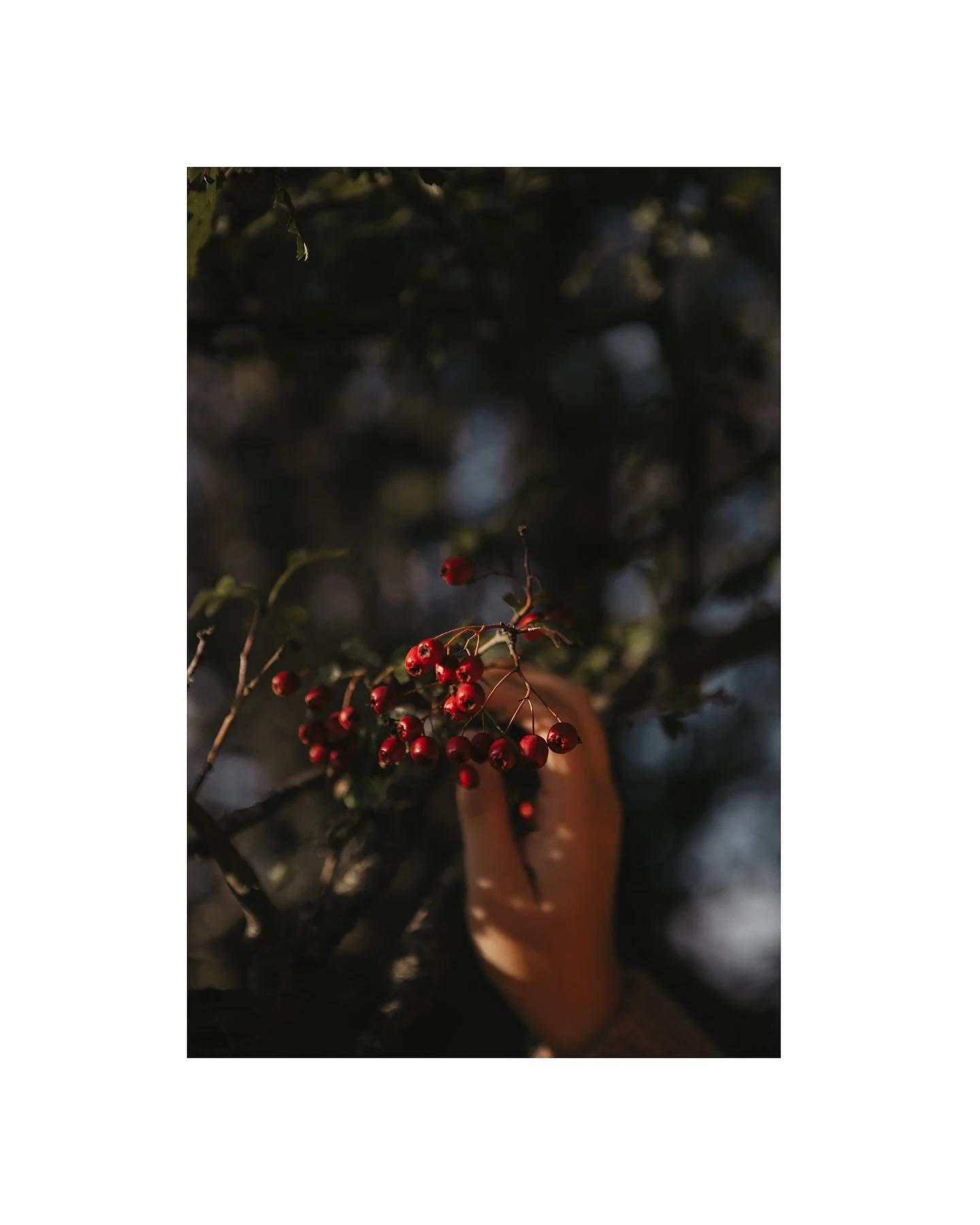 The beauty of this autumnal cycle has been so inspiring- so much colour, texture, light and form. 

Especially fond of the hawthorn berries. Being a may baby born under the hawthorn energy - this tree holds special place in my heart. And how she SHIN