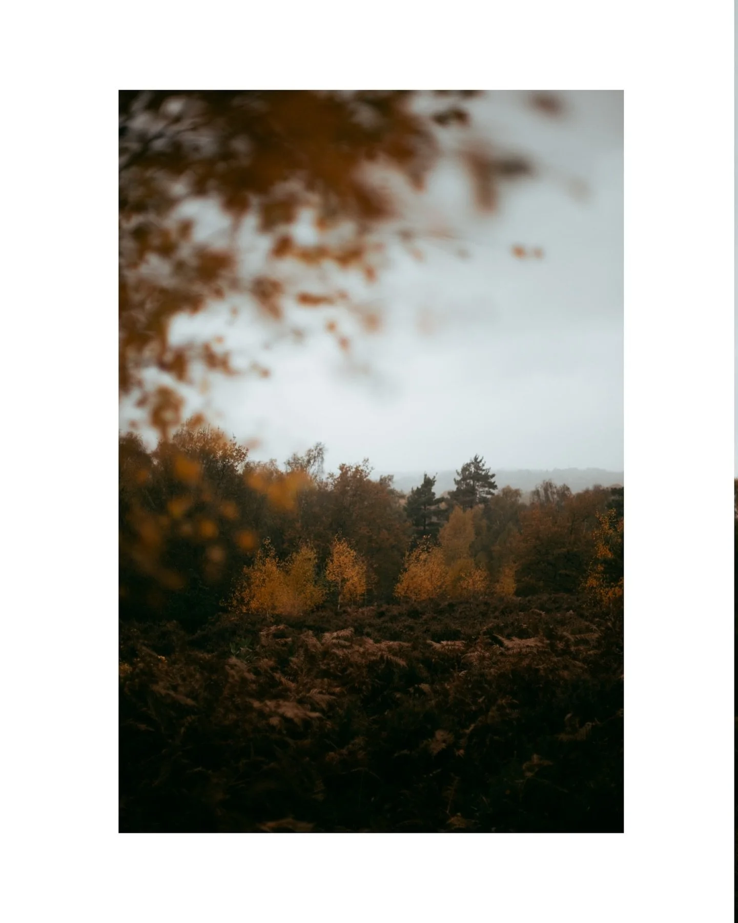 All the magic is in the grey. 

#novemberbeauty #autumncolour #photographingbeauty