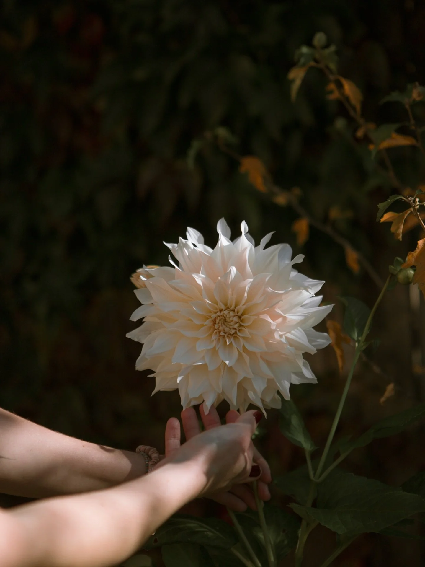 Gentle moments of appreciation with @storyandthread_ 

The Dahlia is a symbol of resilience and grace, representing personal transformation and growth. And how she shows us to be bold &amp; be beautiful. 

#creativebranding #authenticatorytelling #wo