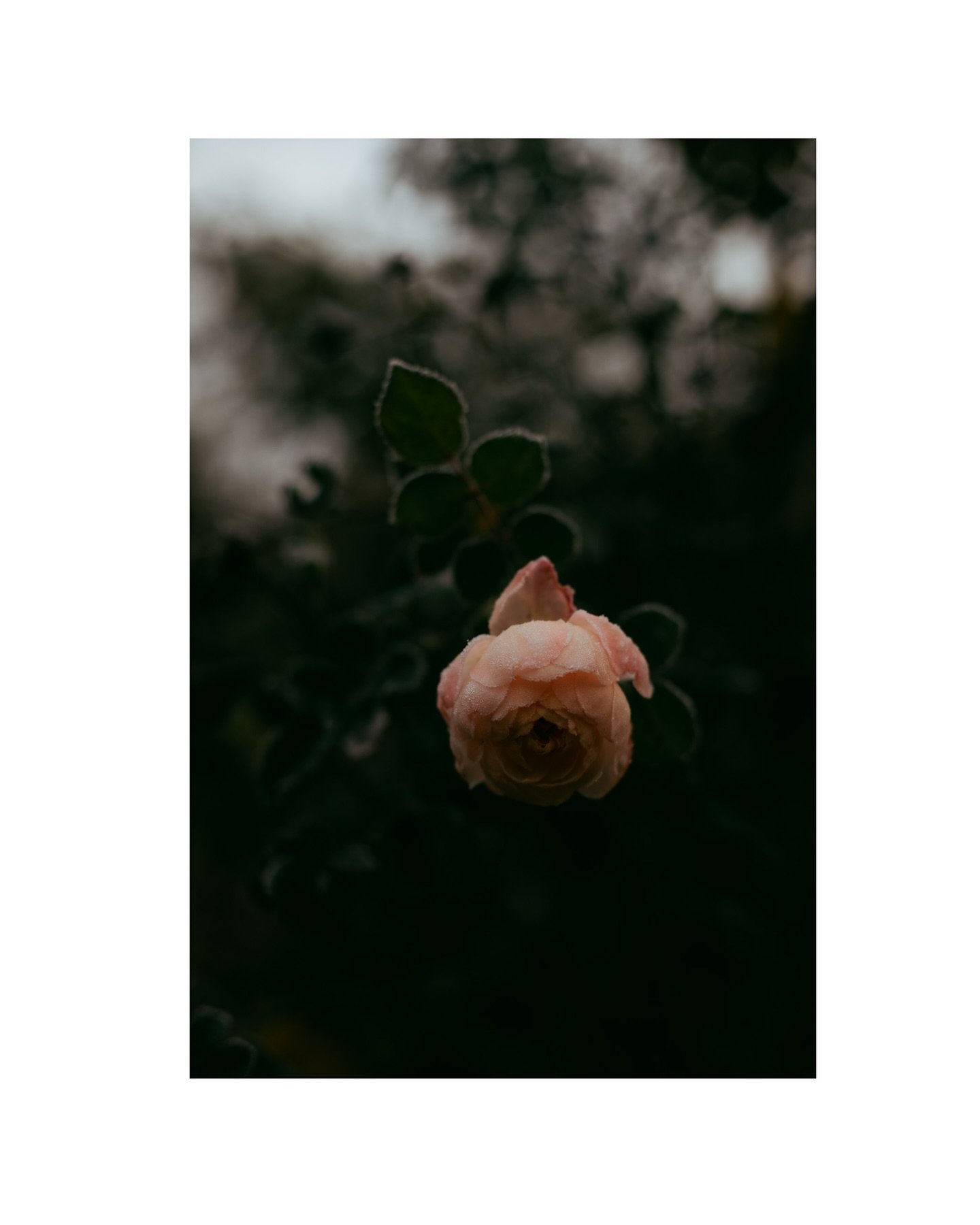 last rose in my garden. Hello winter. 

#winterlight #softaesthetic #capturingbeauty