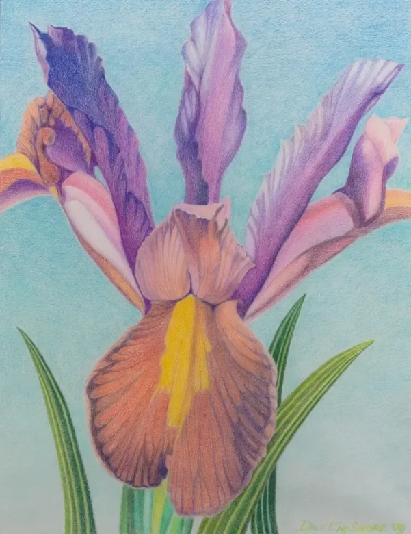 Image of a flower drawn with colored pencils