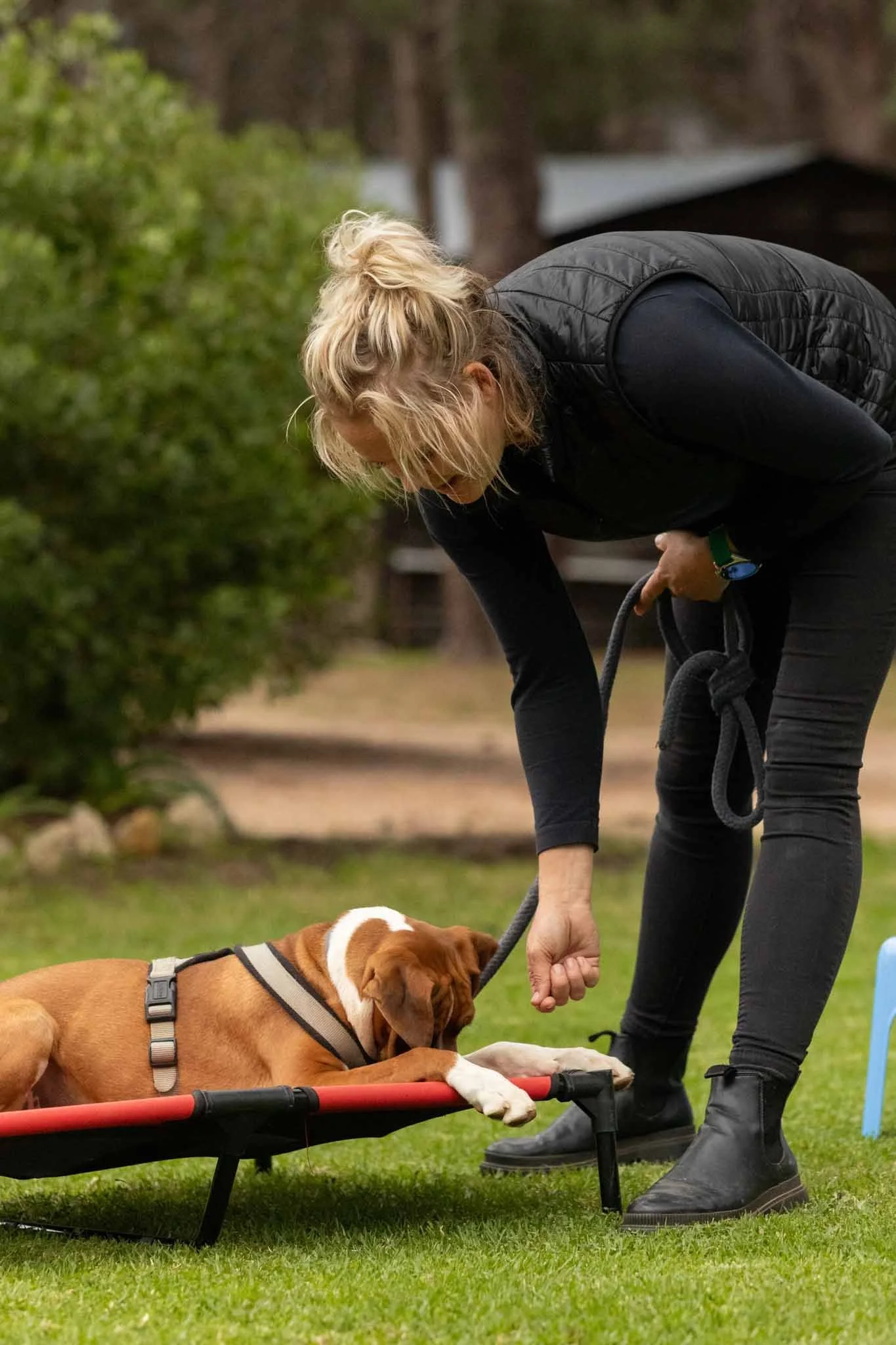 A woman in black clothing is training a brown and white dog on a raised platform outdoors on a grassy area. The woman is holding the dog's leash and guiding it during the training session.