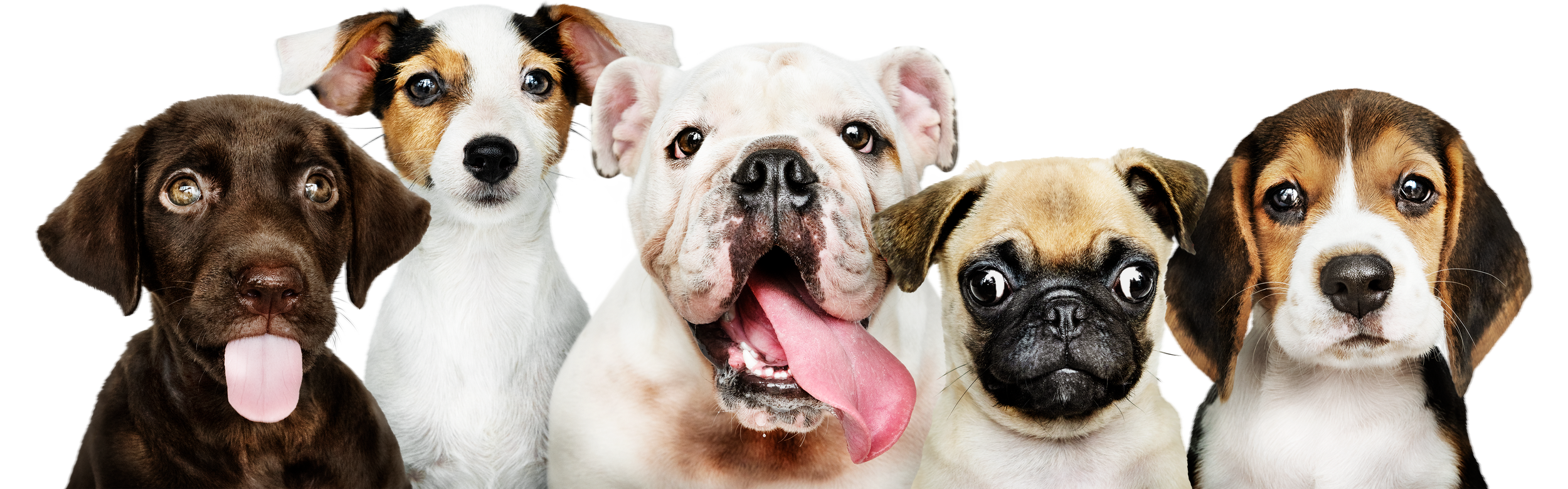 Six adorable puppies of different breeds, including a chocolate Labrador, a Jack Russell, an English Bulldog, a pug, and two beagles, close-up with bright eyes and happy expressions.
