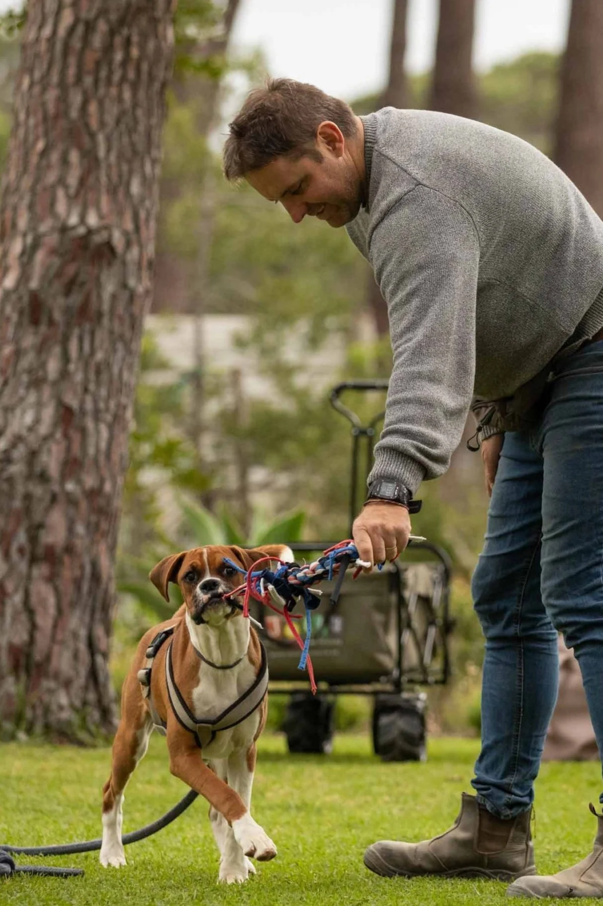 A man playing tug with a boxer dog on a grassy outdoor area with trees and a wagon in the background.