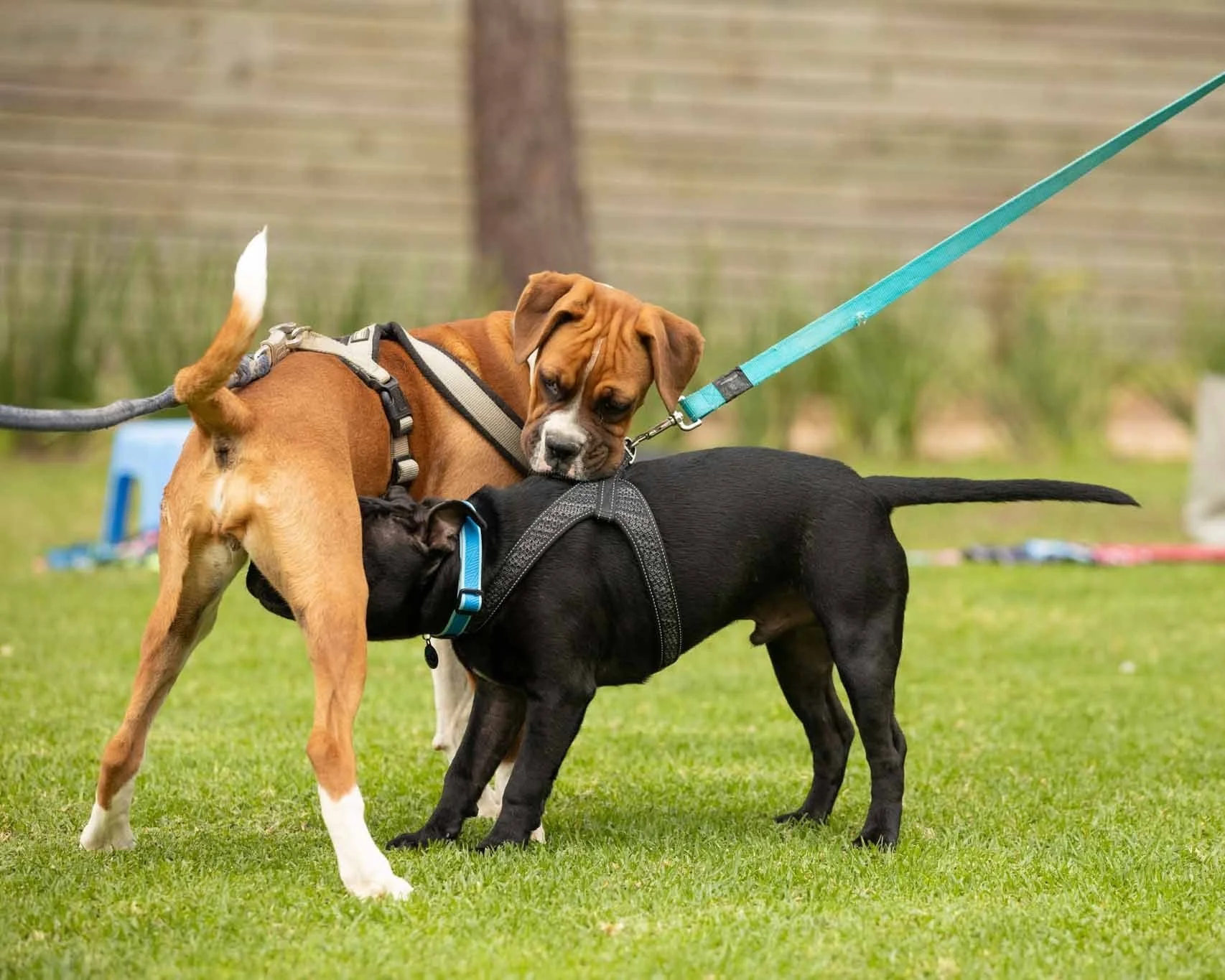 Two dogs, one brown and white and the other black, are playing or socializing on a grassy area. Both dogs are wearing harnesses and are on leashes.