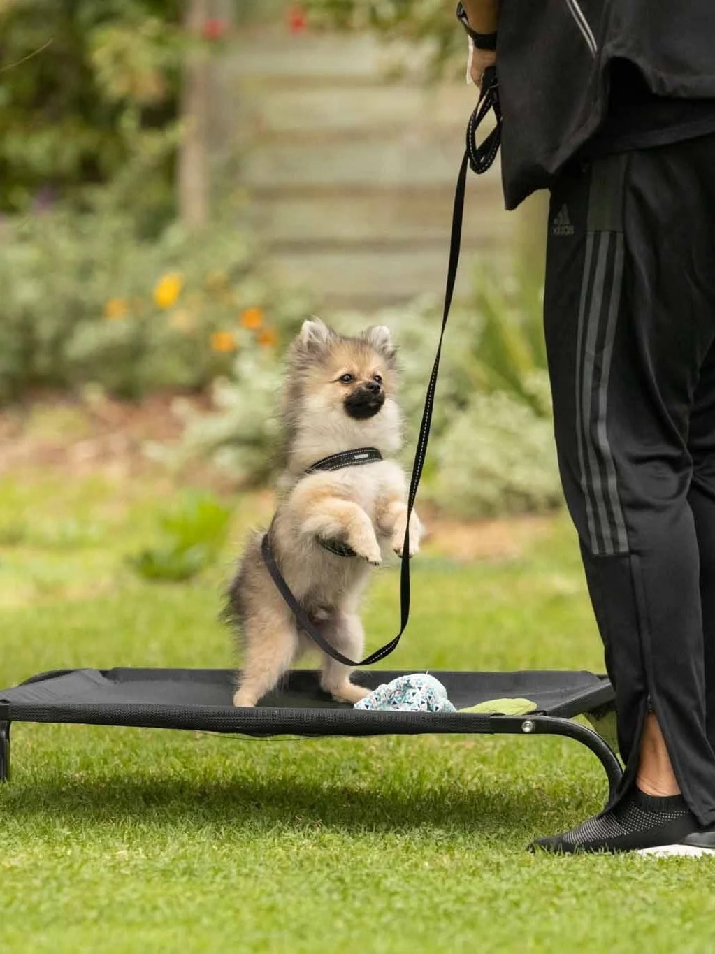 A small dog standing on a elevated platform with a leash attached to a person's hand, in a garden setting.