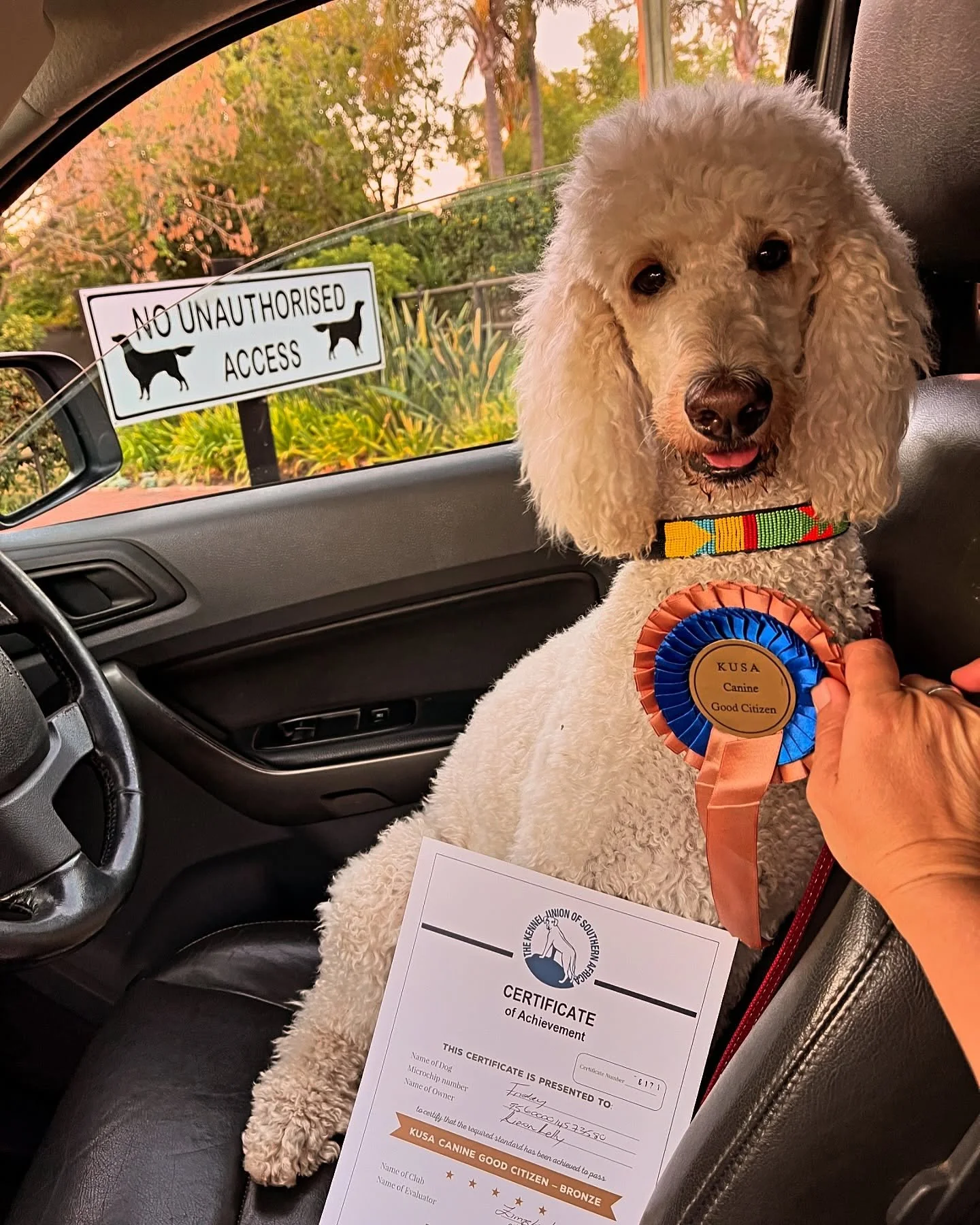 This little madam just earned her bronze canine good citizen! Up until a few months ago (at 3 years old) I wouldn&rsquo;t have said it was possible and yet here we are! 

She really tested me in her adolescence but she has taught me soooo much! I&rsq