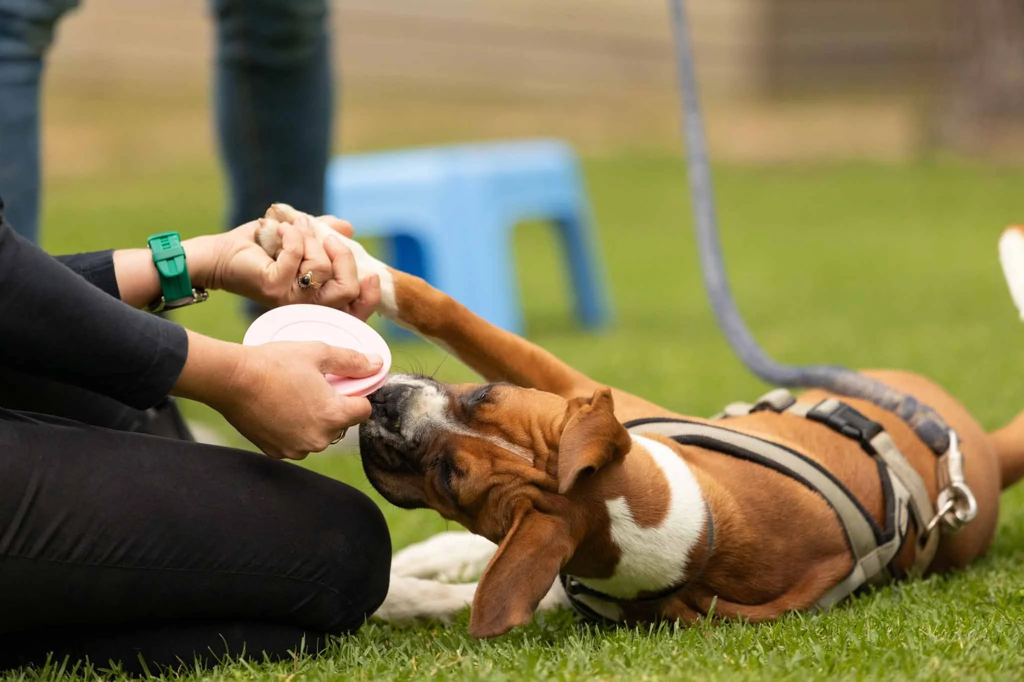 A person holding a dog's paw and giving the dog a treat outdoors, with the dog lying on grass and wearing a harness. In the background, there's a blue chair and a gray leash.