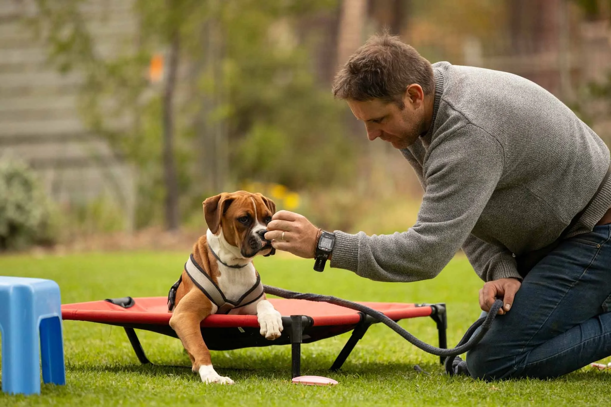 A man kneeling on the grass outside with a dog on a raised pet bed. The man is giving the dog a treat, and the dog is wearing a harness. The scene appears to be in a backyard or park with trees in the background.