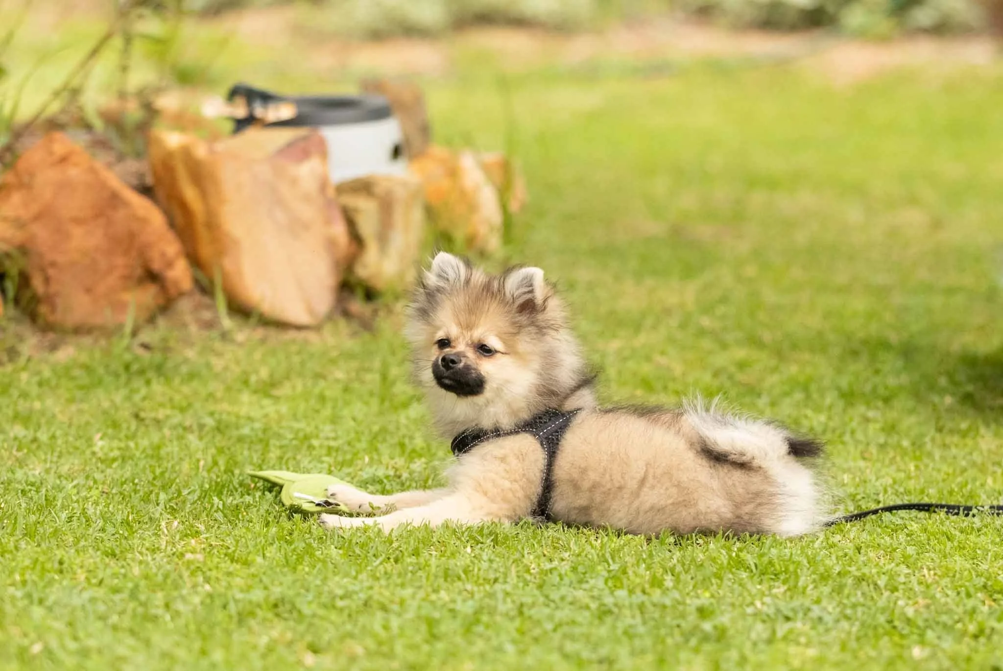 A small, fluffy puppy laying on green grass with a harness, with rocks and a plant in the background.