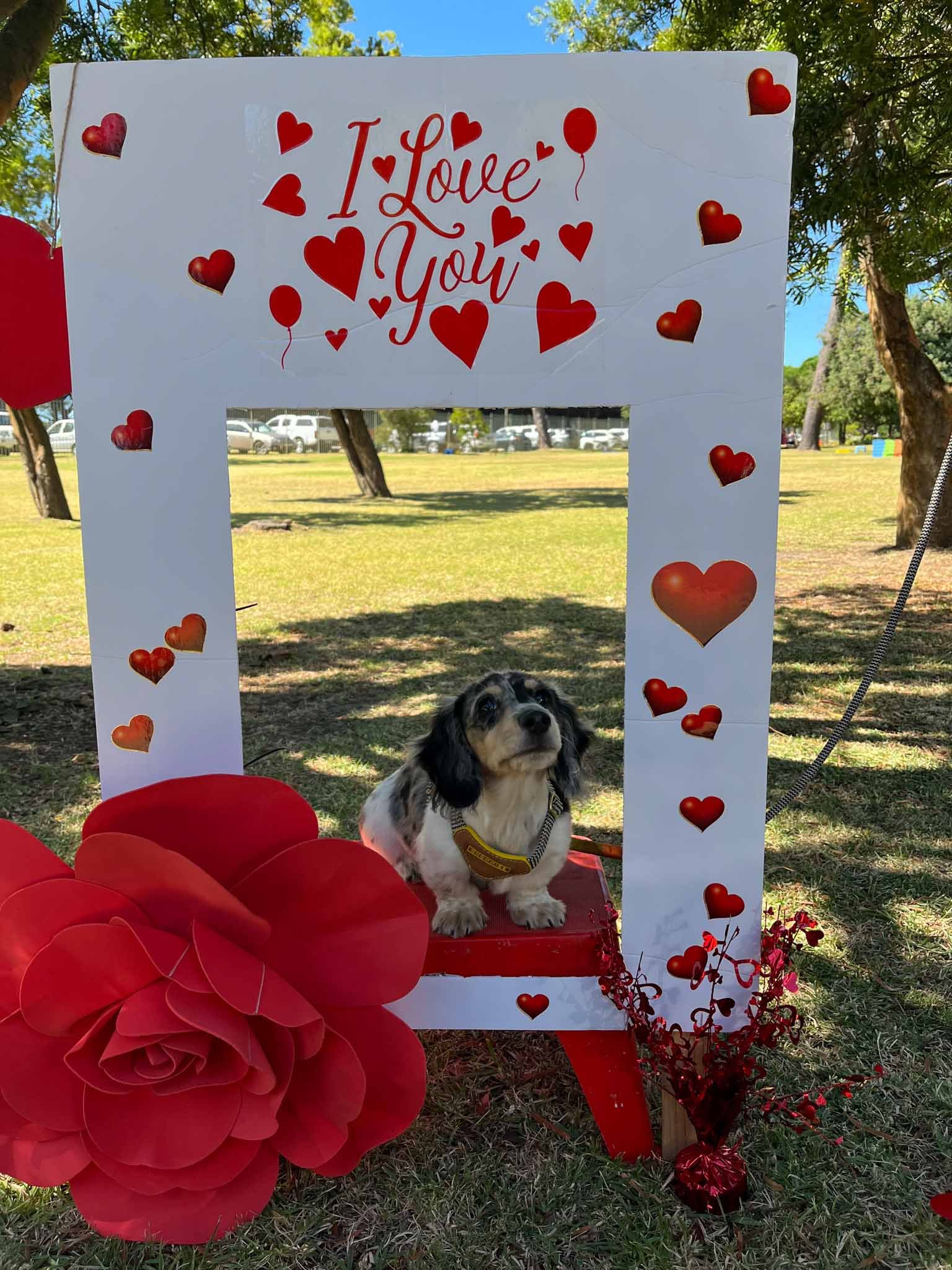 A small dog sitting on a red chair surrounded by heart decorations and a large red paper flower, inside a white frame with red hearts and the words 'I Love You' written at the top, outdoors on grass with trees and parked cars in the background.