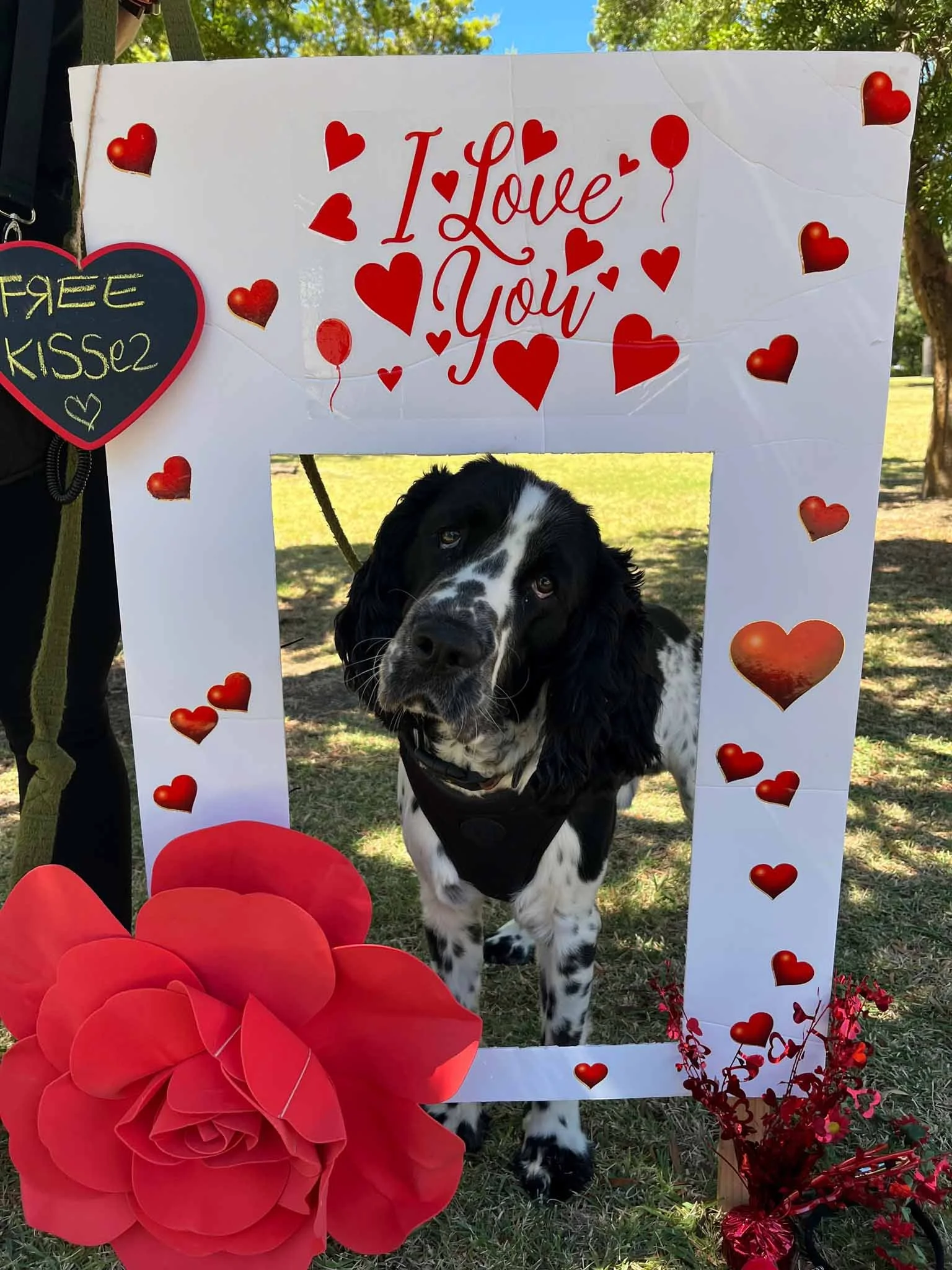 Dog with black and white fur inside a Valentine-themed photo frame decorated with red hearts and large red paper flower, with a sign reading 'I Love You' at the top and a small blackboard sign that says 'FREE KISS' on the side.