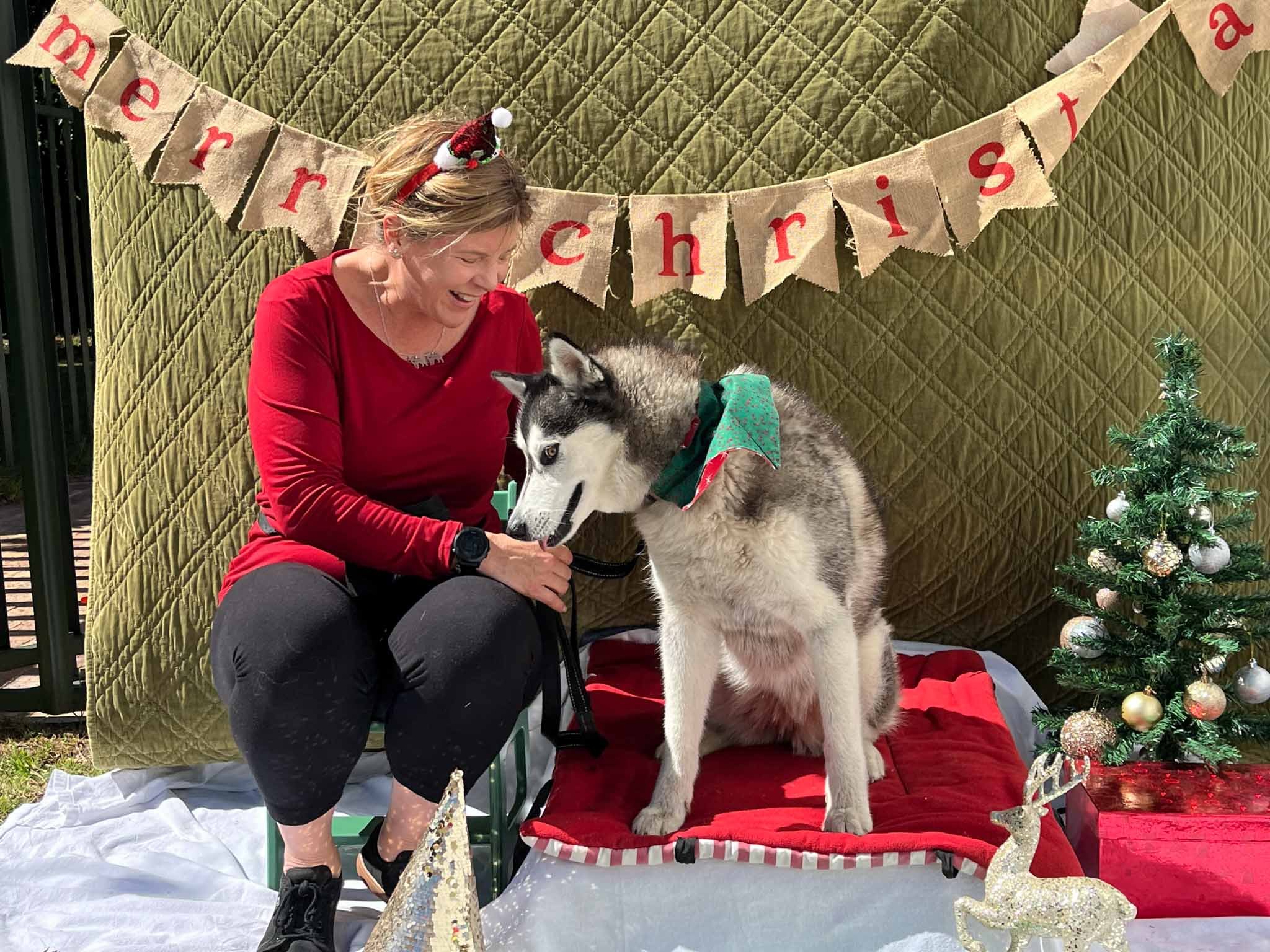 A woman in a red shirt and black pants sitting on a white cloth outside, smiling while holding a Husky puppy with a green and red bandana. Behind them is a gold quilted backdrop with a burlap banner spelling 'Merry Christmas'. There is a small decora