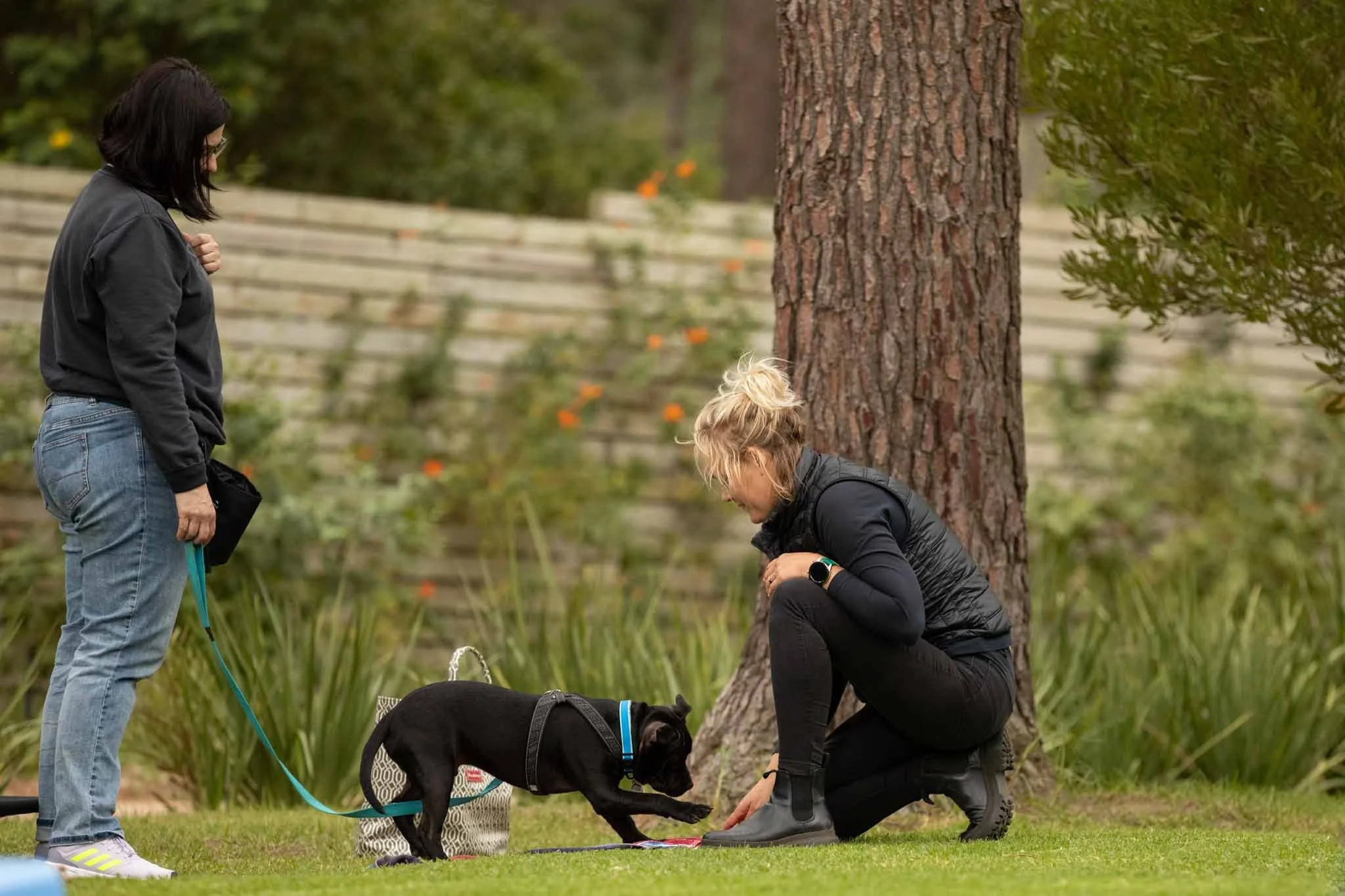 Two women and a black puppy with a blue collar outside in a green grassy area. One woman stands holding a leash, the other woman kneels next to the puppy, reaching out to it, near a large tree, with a wooden fence and plants in the background.