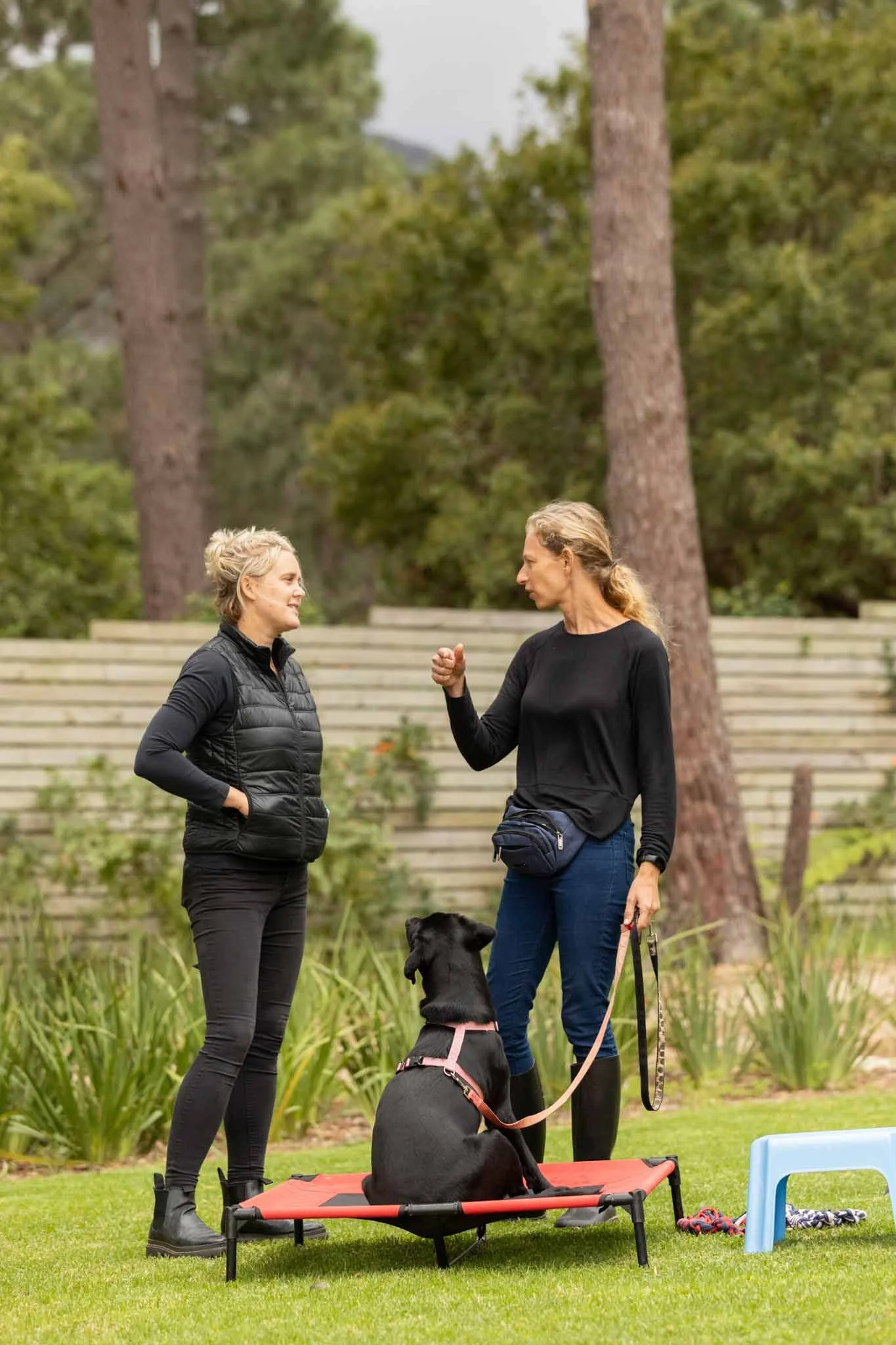 Two women having a conversation outdoors in a park, with a black Labrador sitting on a red elevated dog bed. One woman is dressed in black athletic clothing, and the other wears a black long-sleeve shirt and blue jeans. The Labrador is on a leash hel