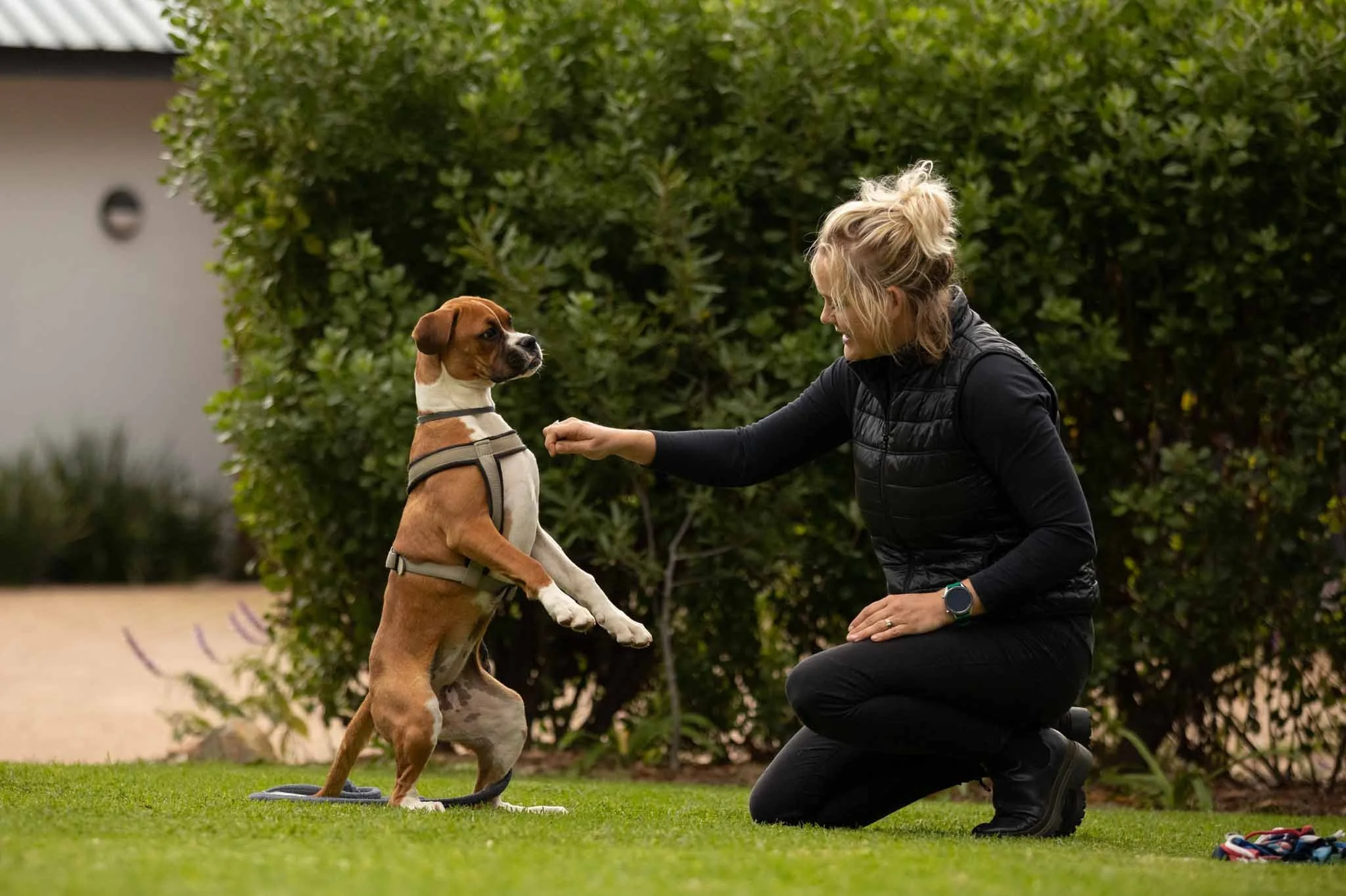A woman kneeling on grass playing with a brown and white dog that is standing on its hind legs. The woman is smiling, wearing a black vest and black pants, with a smartwatch on her wrist. The background includes greenery and a building.