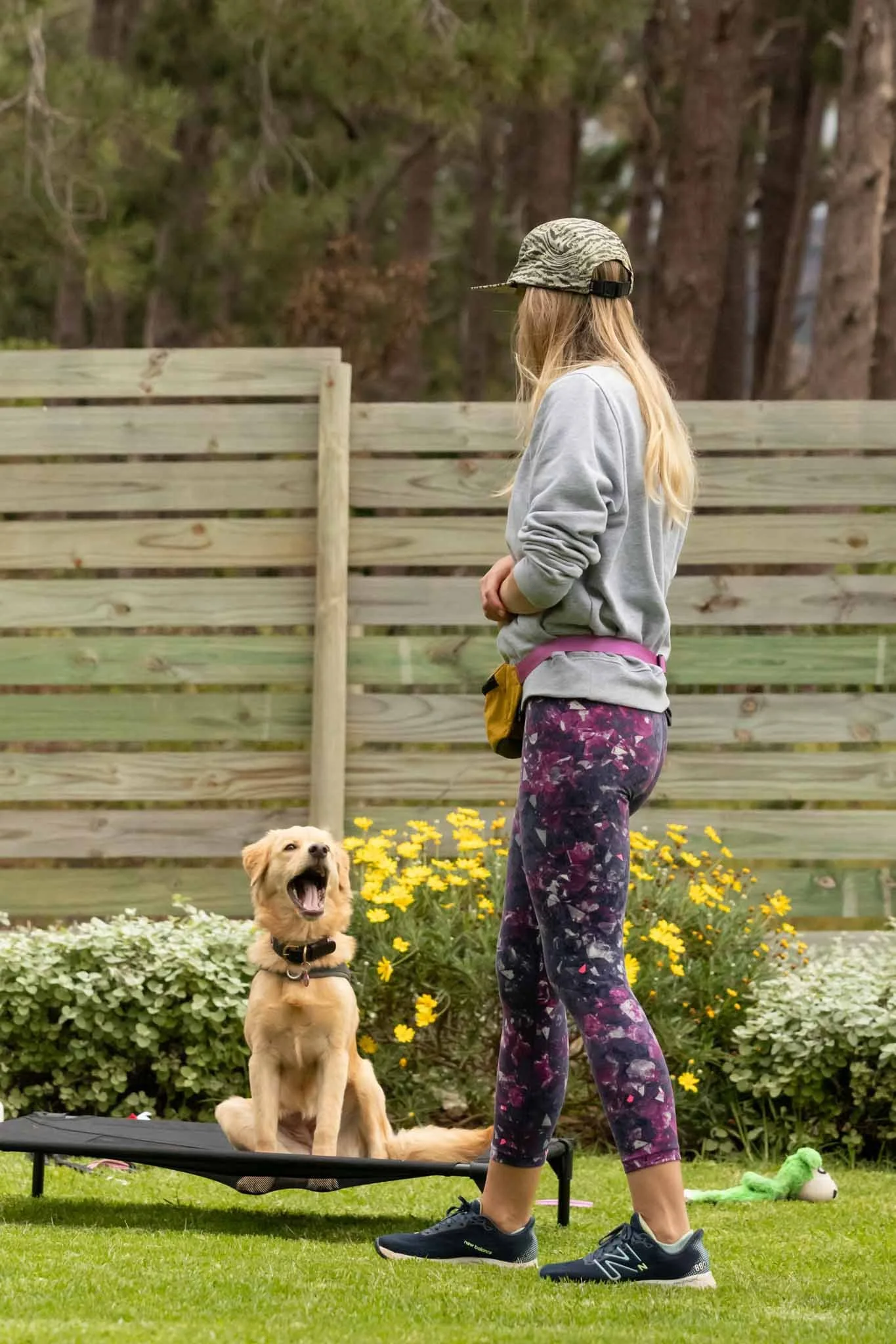 A woman in athletic wear and a camouflage hat standing outdoors near a wooden fence, with a golden retriever puppy sitting on a raised platform and yawning, surrounded by yellow flowers and green grass.