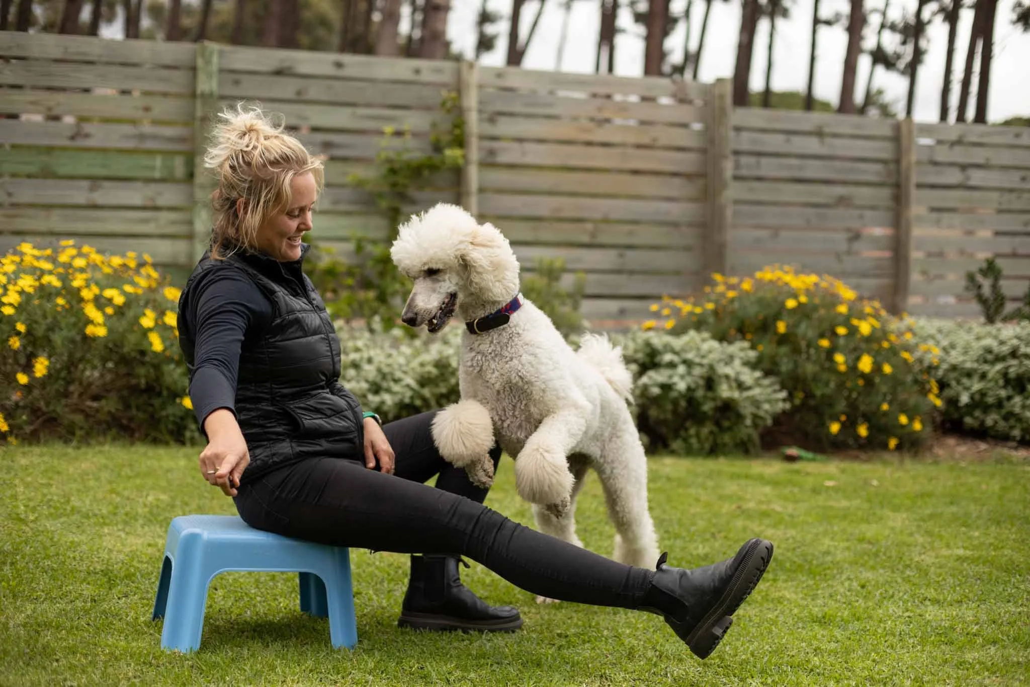 A woman sits on a small blue stool outdoors, smiling as a poodle jumps in front of her with its front paws on her lap, in a garden with yellow flowers and a wooden fence.