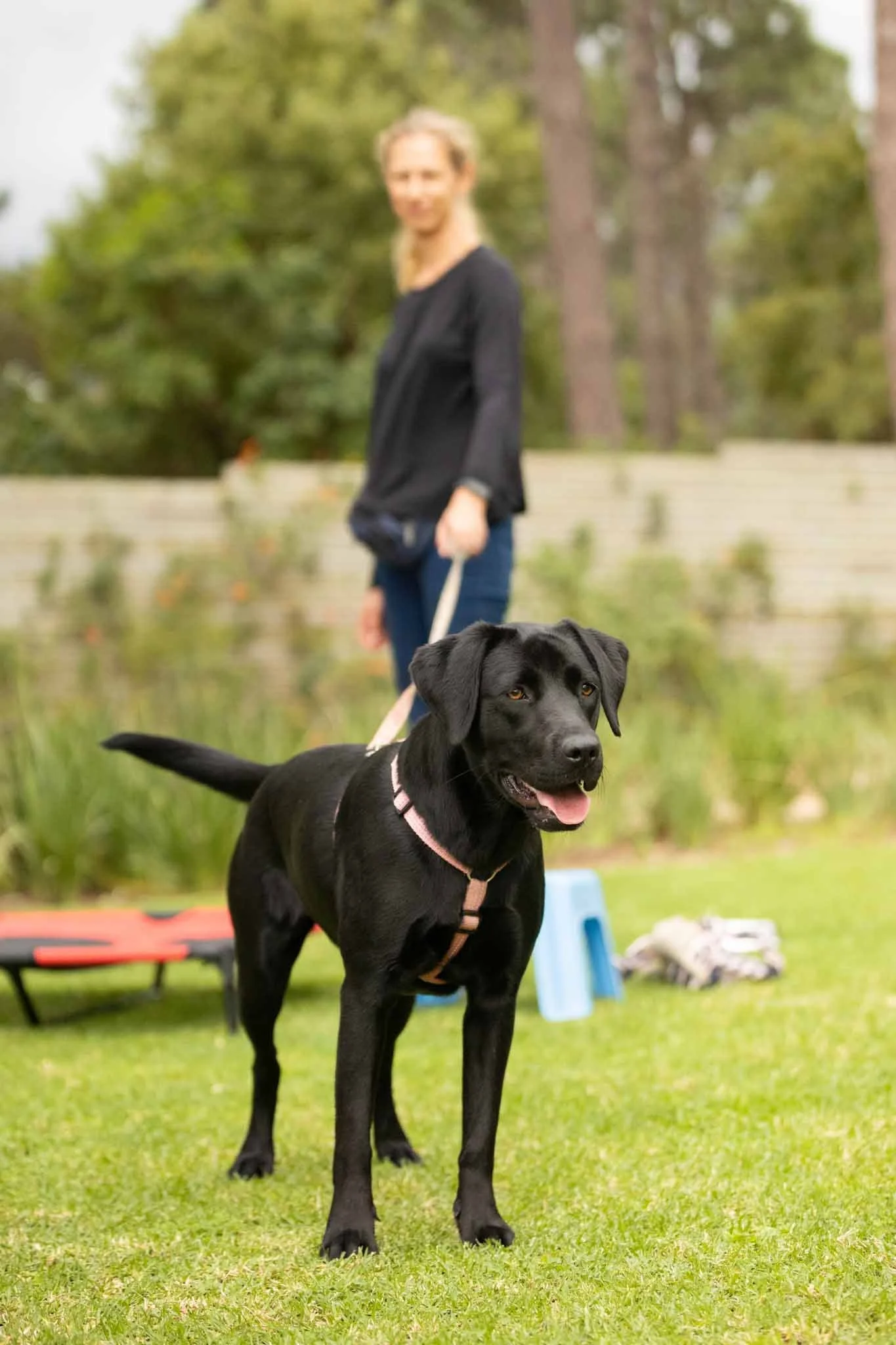 A black Labrador retriever dog with a pink harness standing on green grass, with a woman in a black top and blue jeans holding its leash in the background, near a pond with trees.