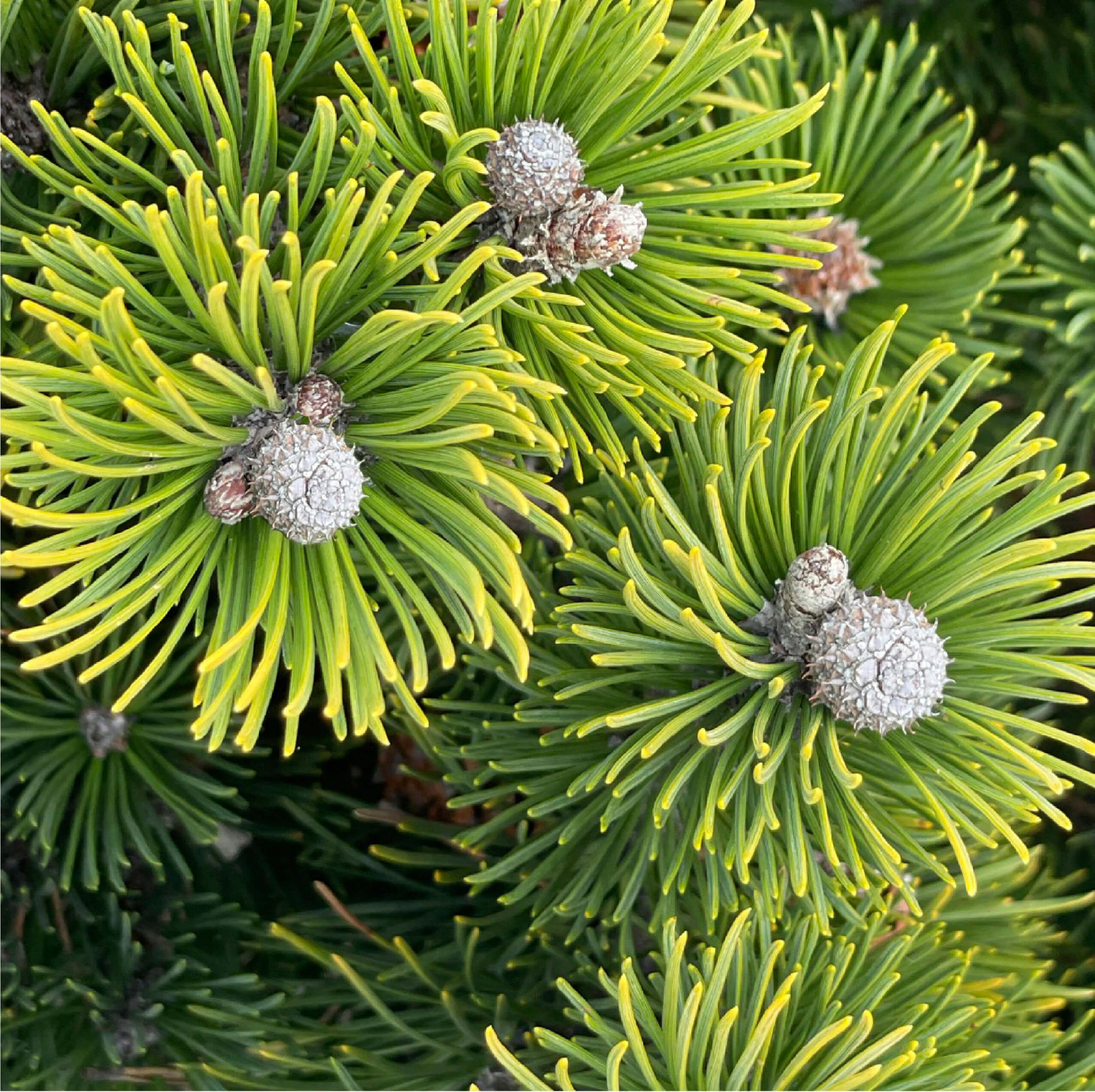 Dwarf Mountain Pine