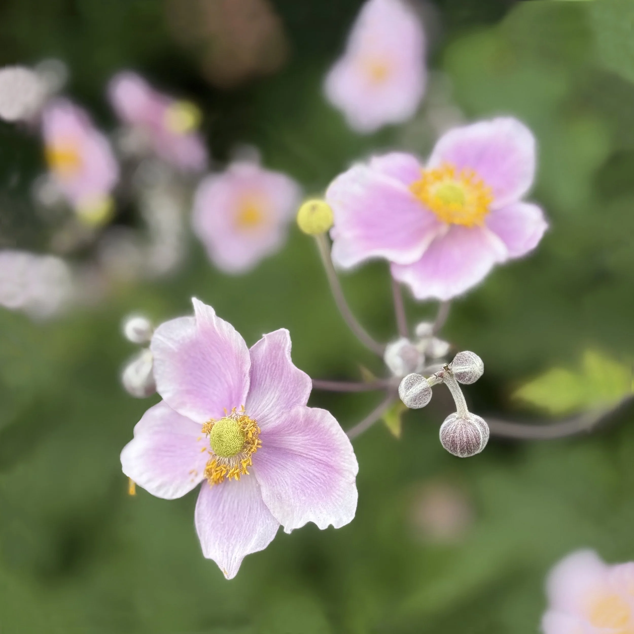 Cluster of Light Purple Japanese Anemone