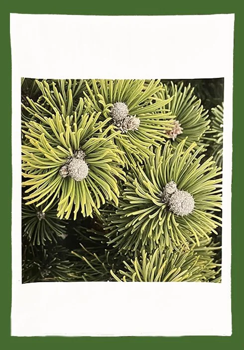 greenpine towel-Recovered.jpg