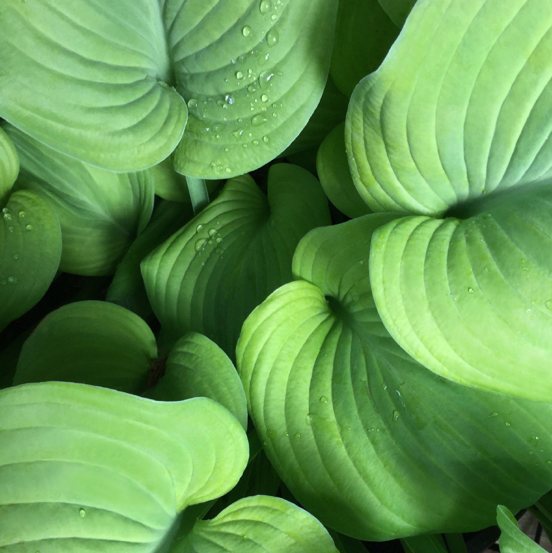 Yellow Hosta