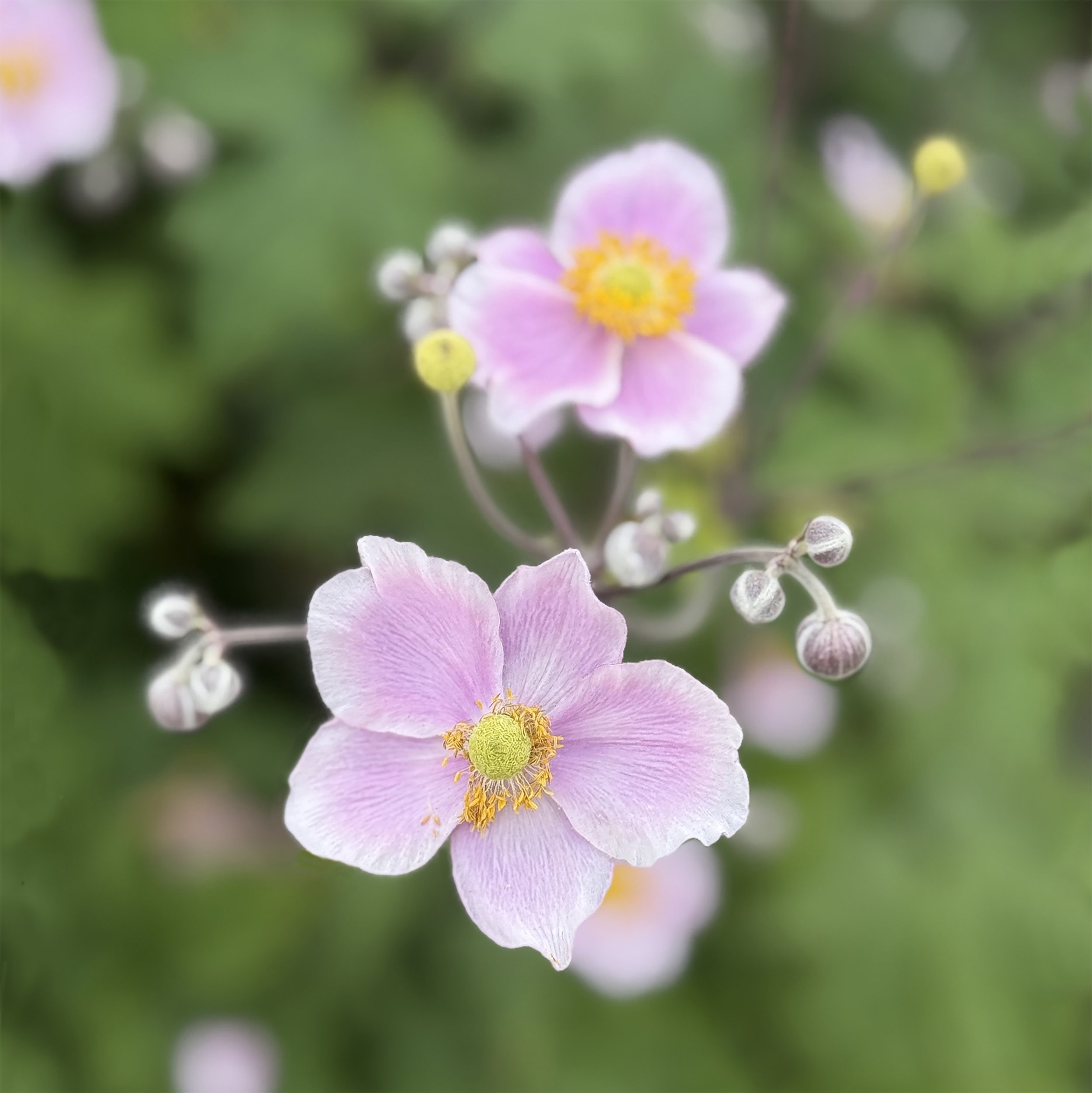 Light Purple Japanese Anemone
