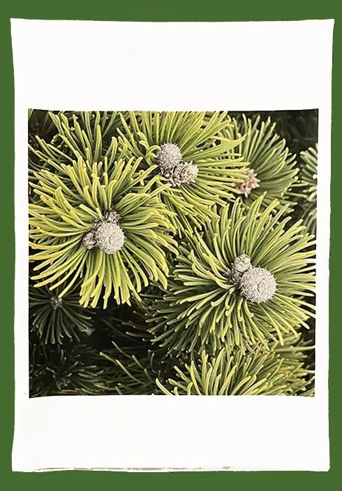 greenpine towel-Recovered.jpg