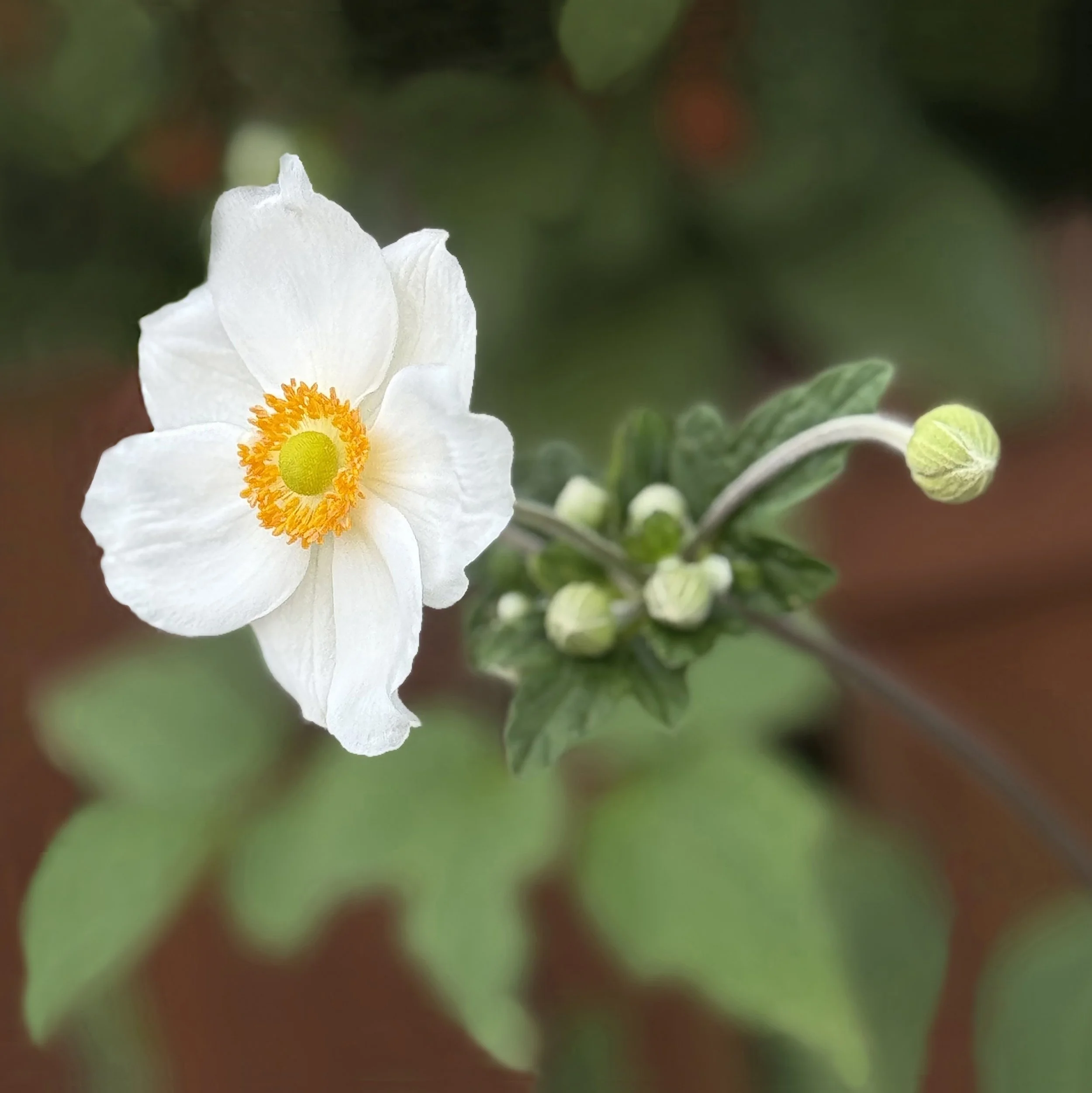 White Japanese Anemone