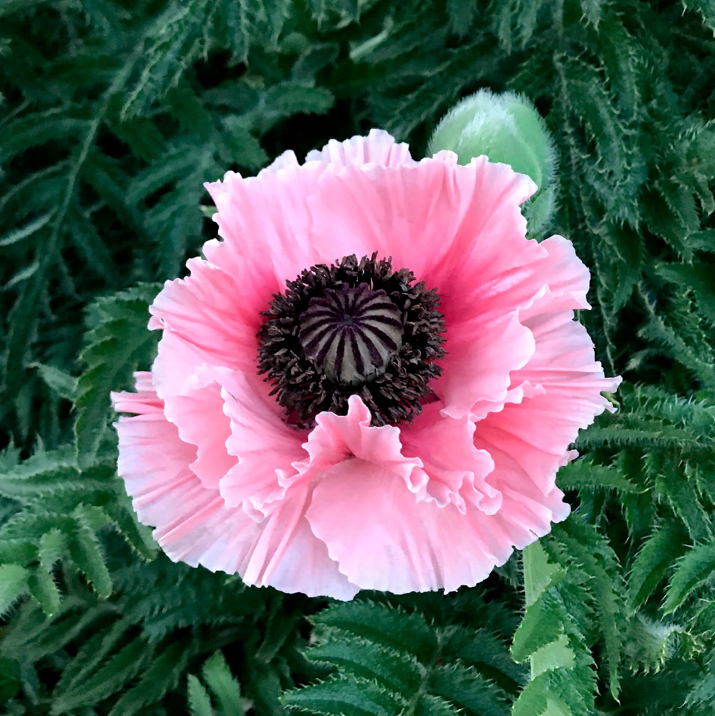 Oriental Poppy