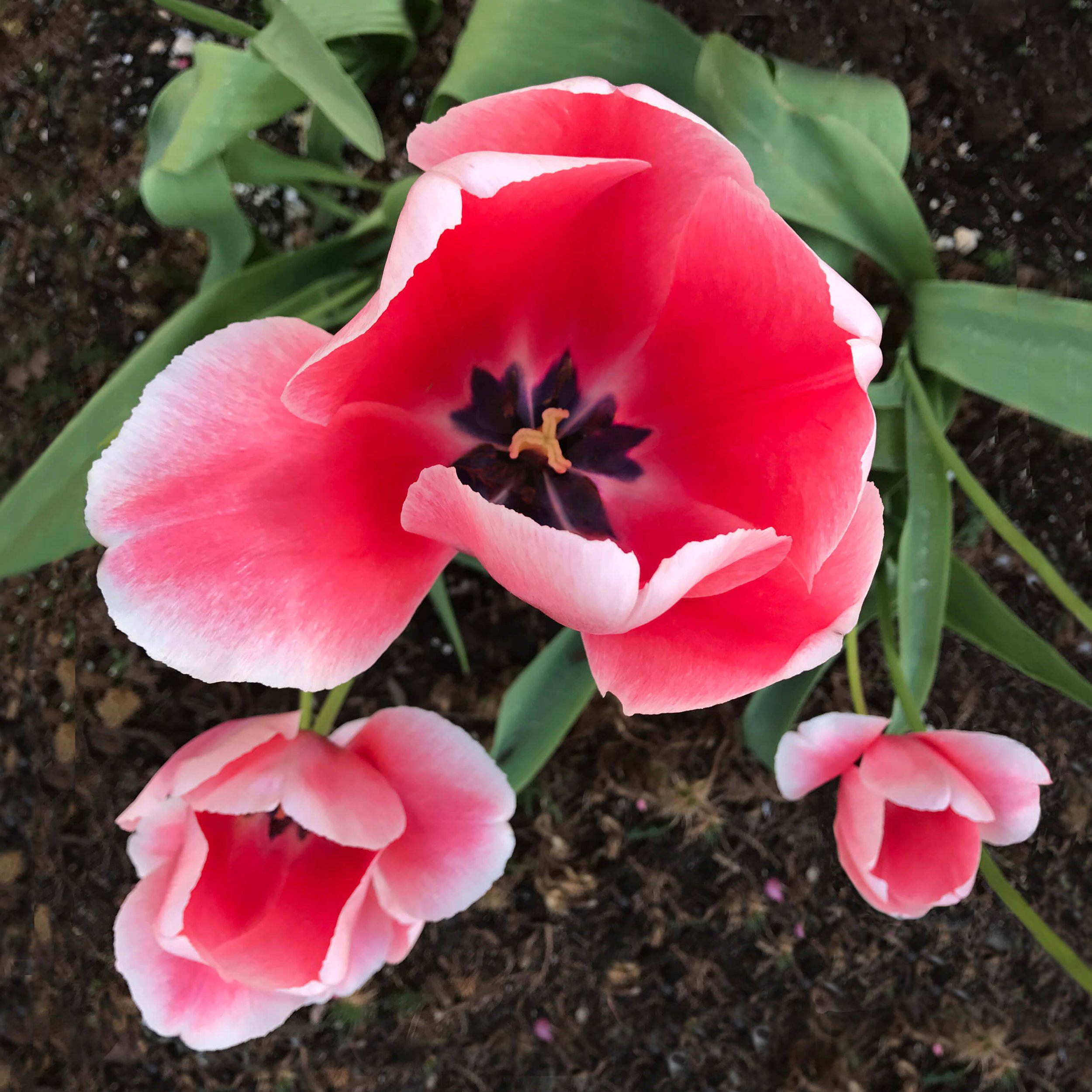 Didlier's Tulip