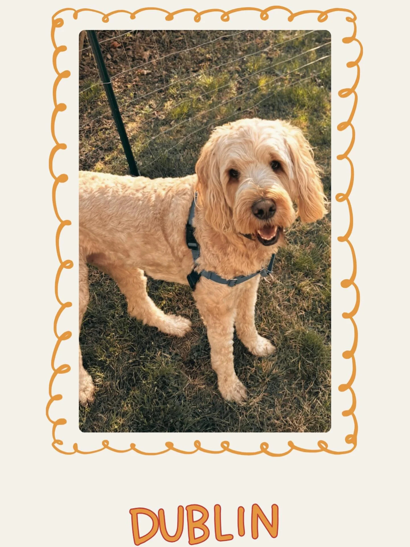 Meet Dublin, our spotlight  pup of the week! 🐾 This good boy loves to play and brings so much joy to our weekly Wednesday daycare crew. Keep shining, Dublin! 🐶⭐️
#ruffrideretreat #doggydaycare #smallbusiness #petsitting