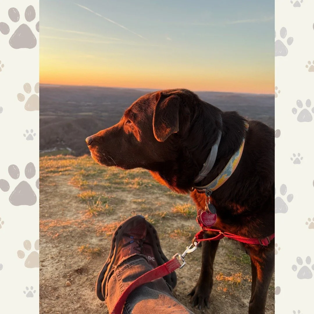 Did you know we offer Adventure Hikes? 🌳🐾 Even if you can't make it to the trails, that doesn't mean your dog can't! Reach out to us and we'll take your dog out for ~3 hours on one of the beautiful trails WNC has to offer! We'll snap some pics to s