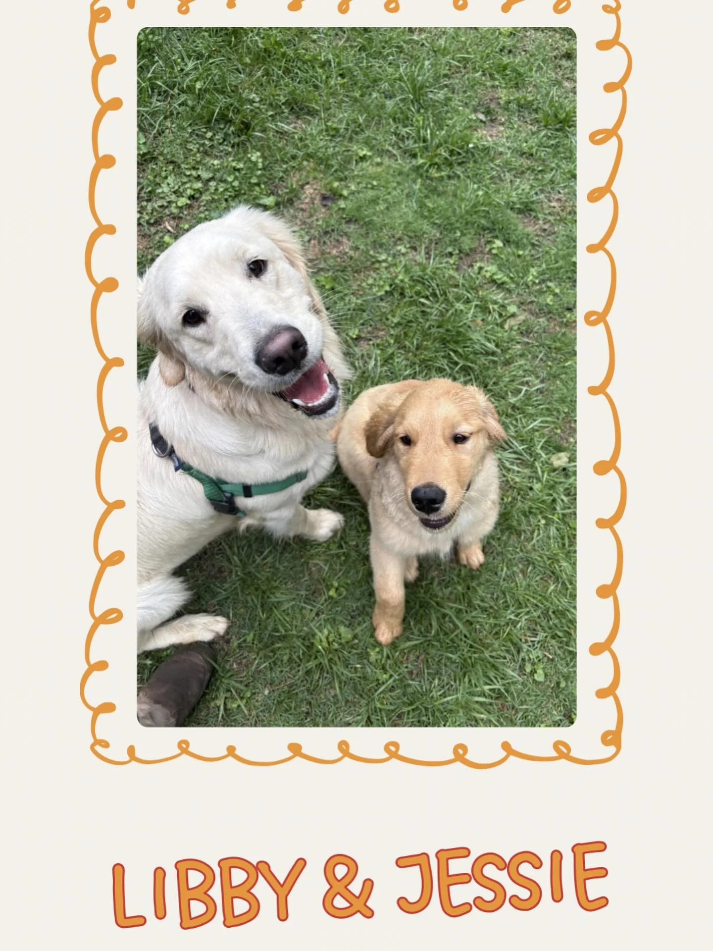 Sibling Spotlight 💡 

Our sibling spotlight this week is Libby and Jessie. These two sweet golden retrievers often join us for daycare here at Ruff Ridge Retreat. They both enjoy group play and playing fetch. We are so happy to have both of them her