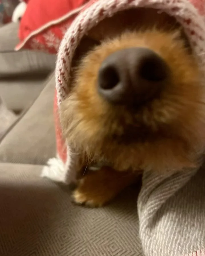 Scout loved snuggling up in a blanket, hiking, running through our yard (especially chasing squirrels), playing with Max, getting treats, and above all else, his family! 🩷

We said goodbye today and while I know it was the right decision, that doesn