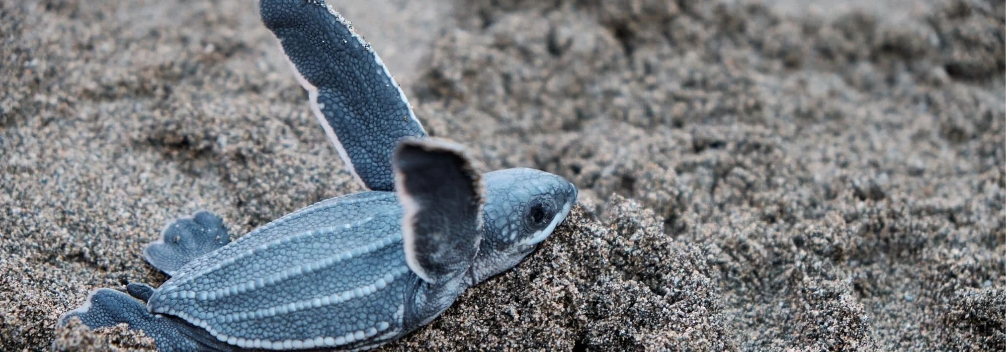 Image courtesy www.earthday.org