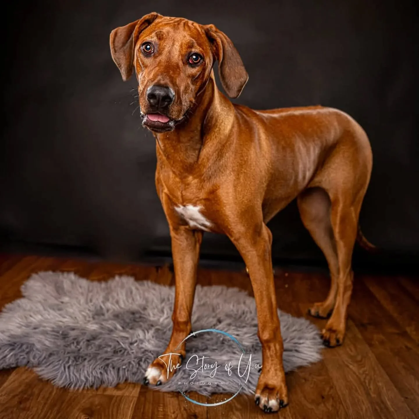 The fire princess came to visit the studio today. She was such a good girl and she's so incredibly clever. Almost worked out how to help herself to treats 

Thanks for coming to visit 

www.thestoeyofyou.co.uk