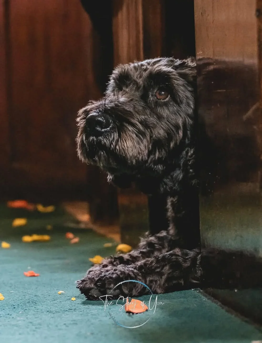 Just a good boy waiting to take the rings to the couple 

www.thestoryofyou.co.uk